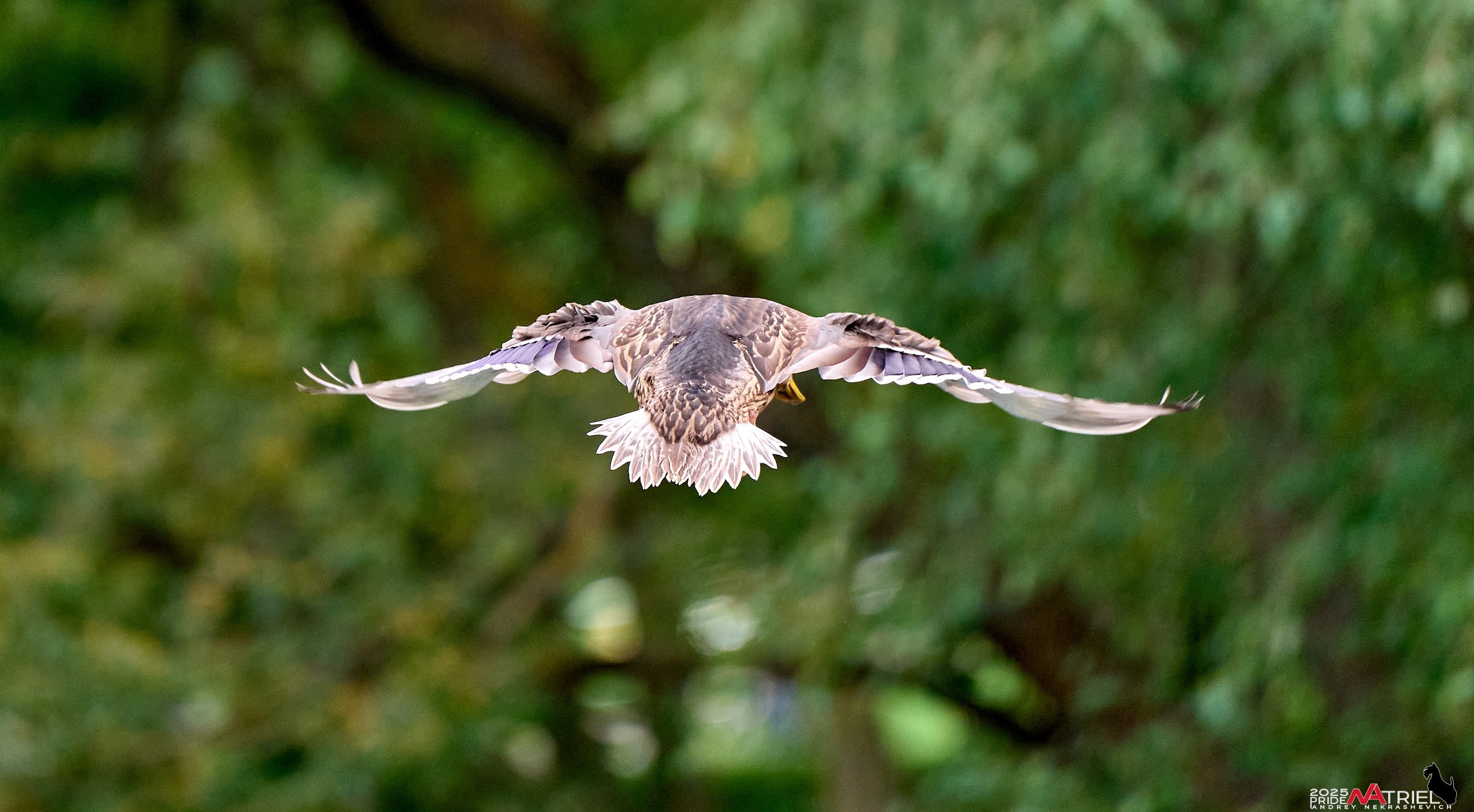 Утки на пруду