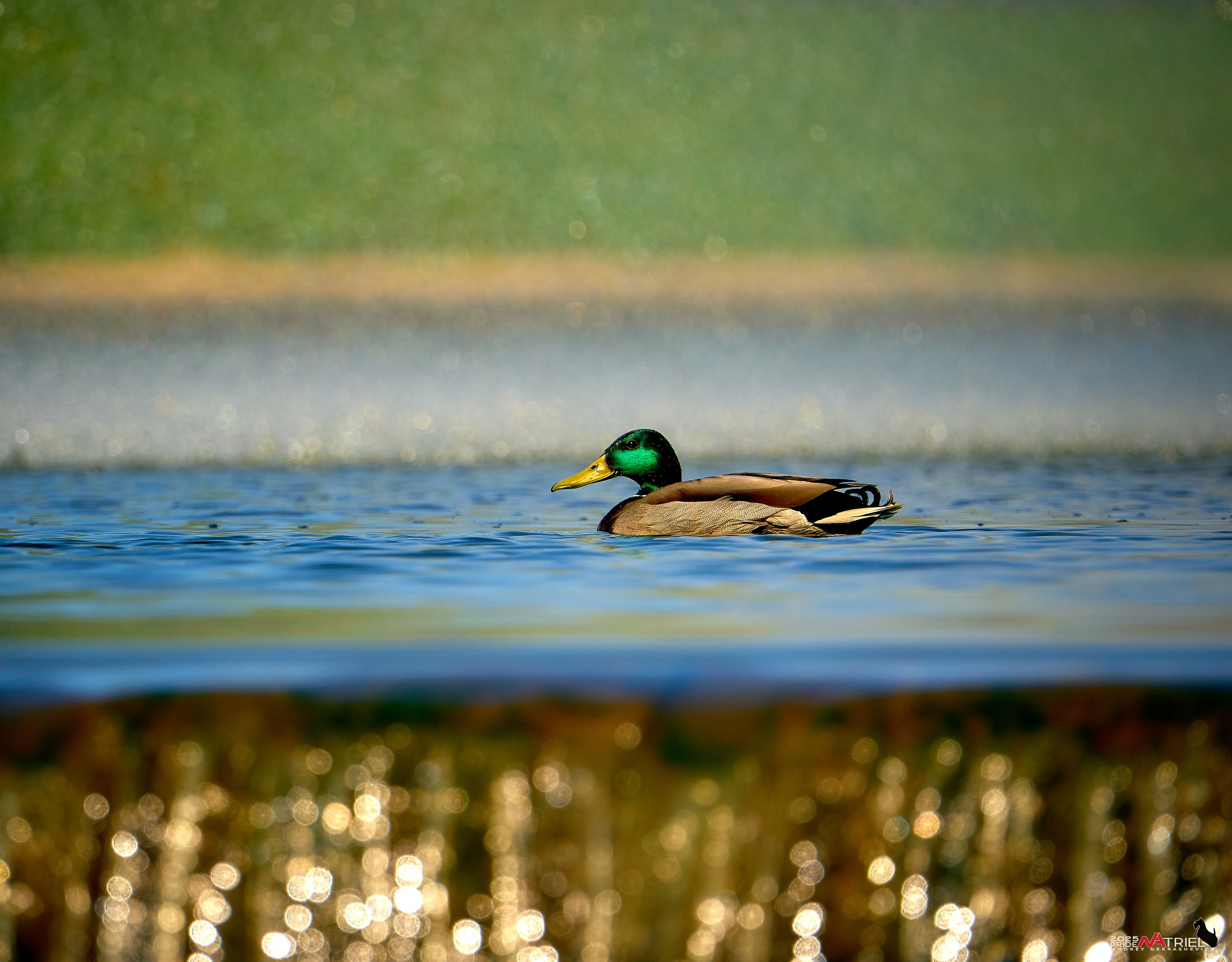 Птички и цветочки