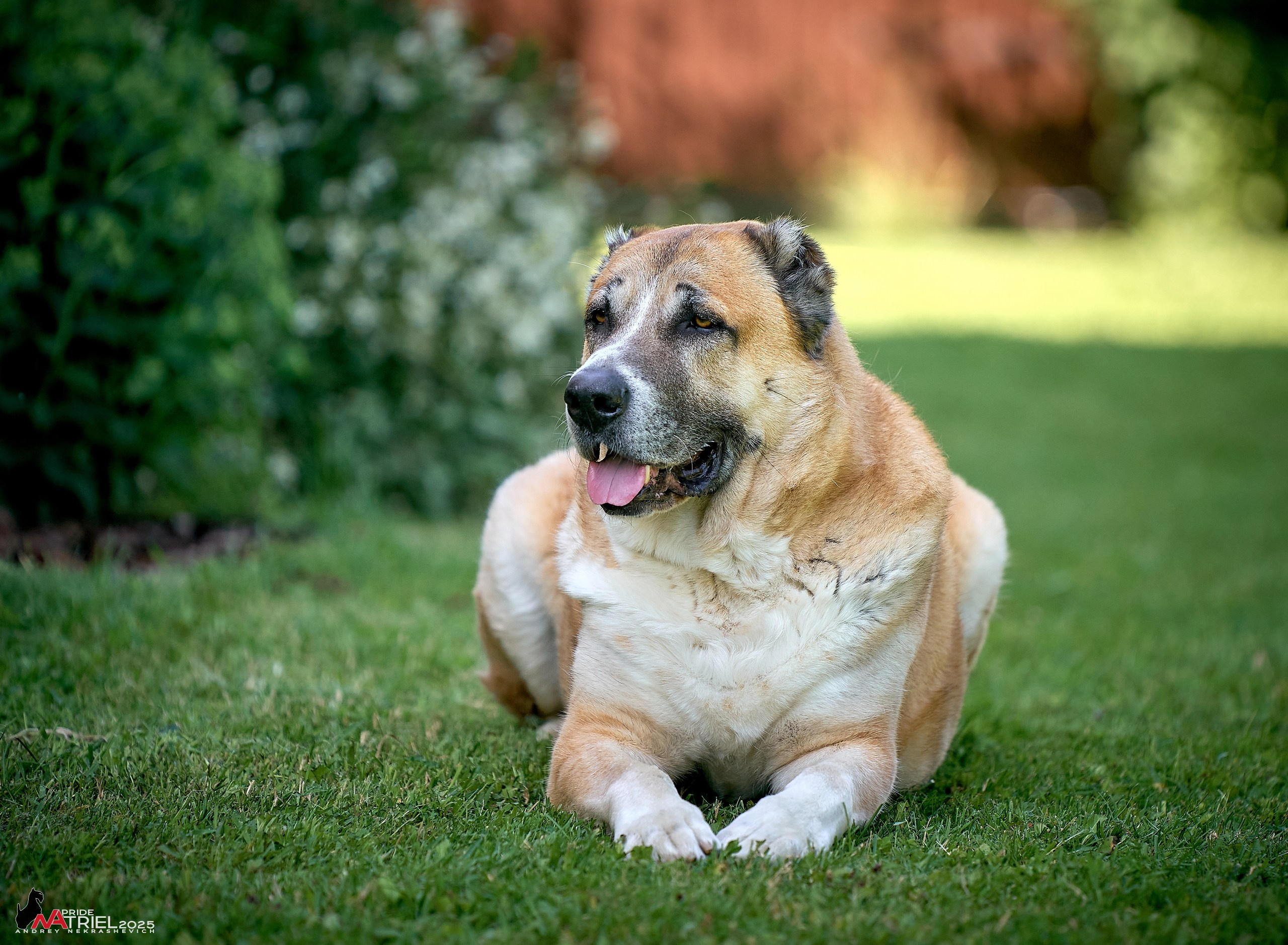Алабаи и скотч-терьеры в питомнике у Ольги