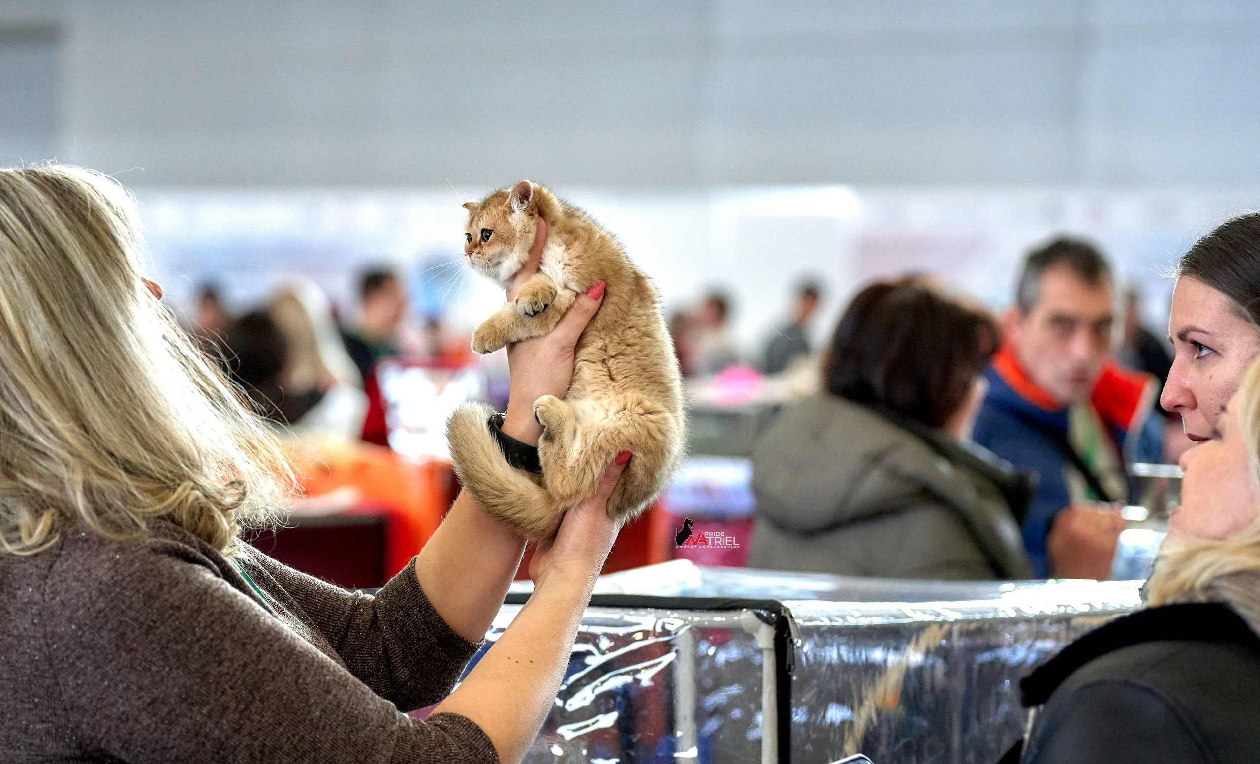 Выставки животных — галерея NATRIEL
