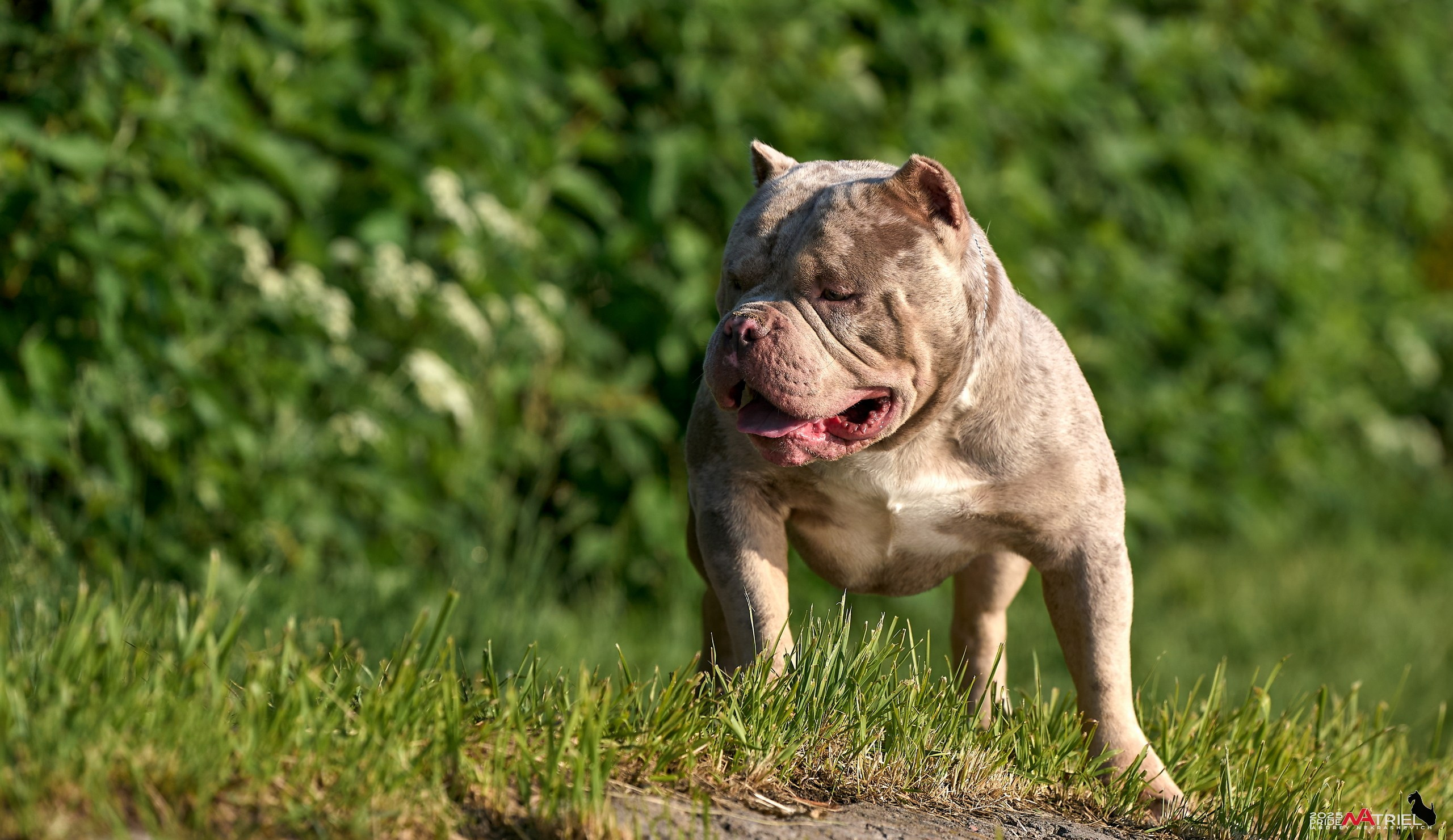 Съемка собак породы булли на природе