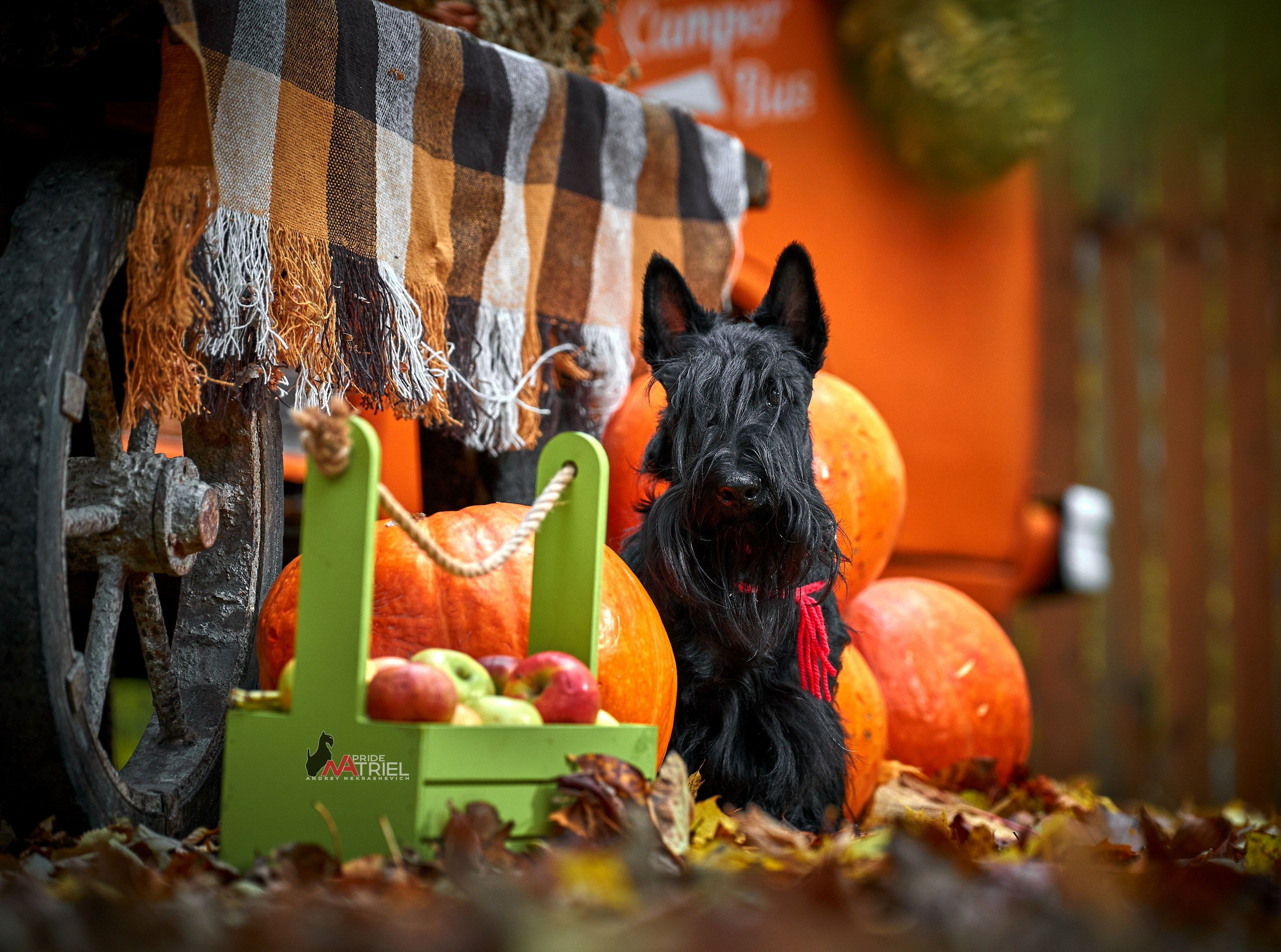 Собаки в студии — галерея NATRIEL