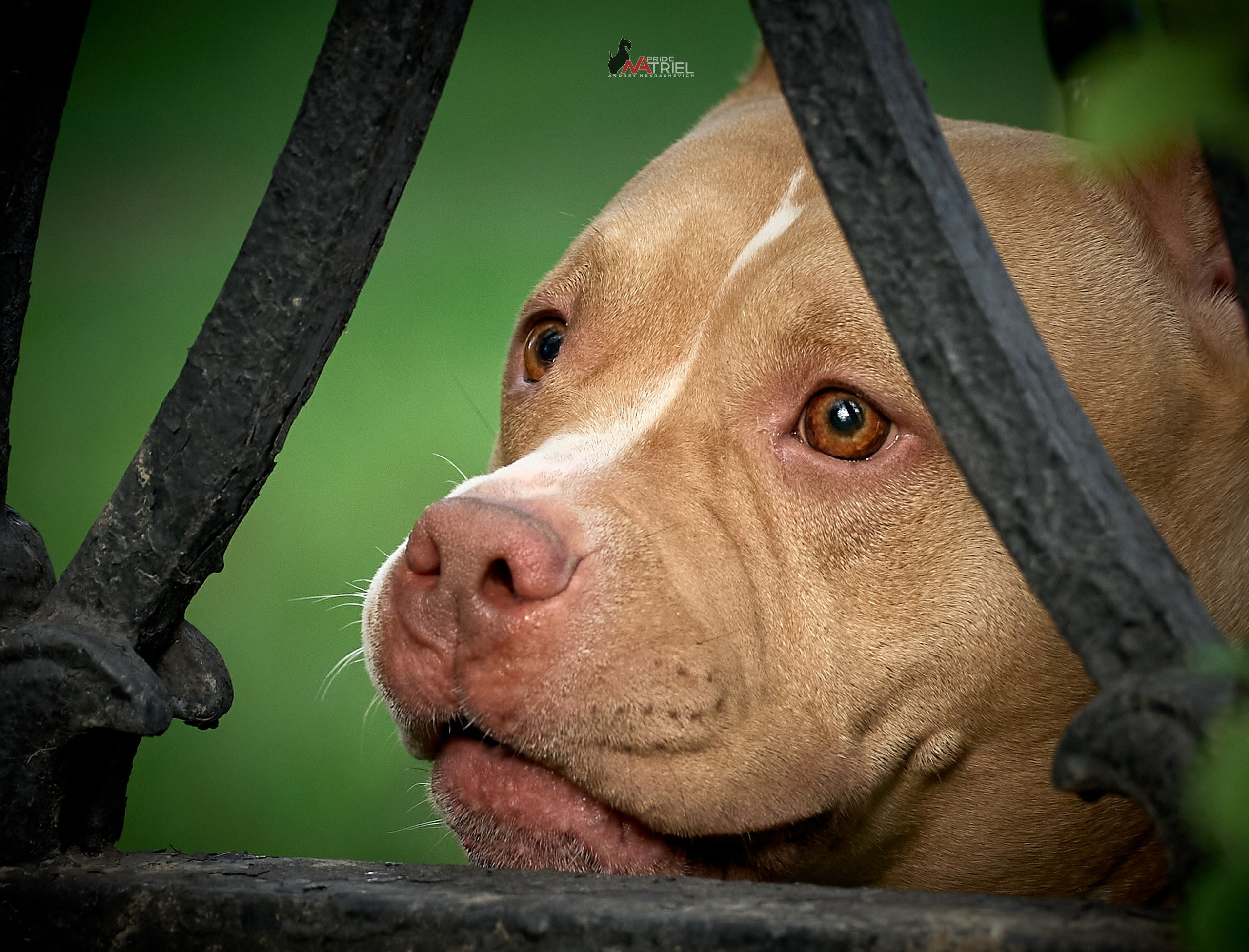 Портреты собак — галерея NATRIEL