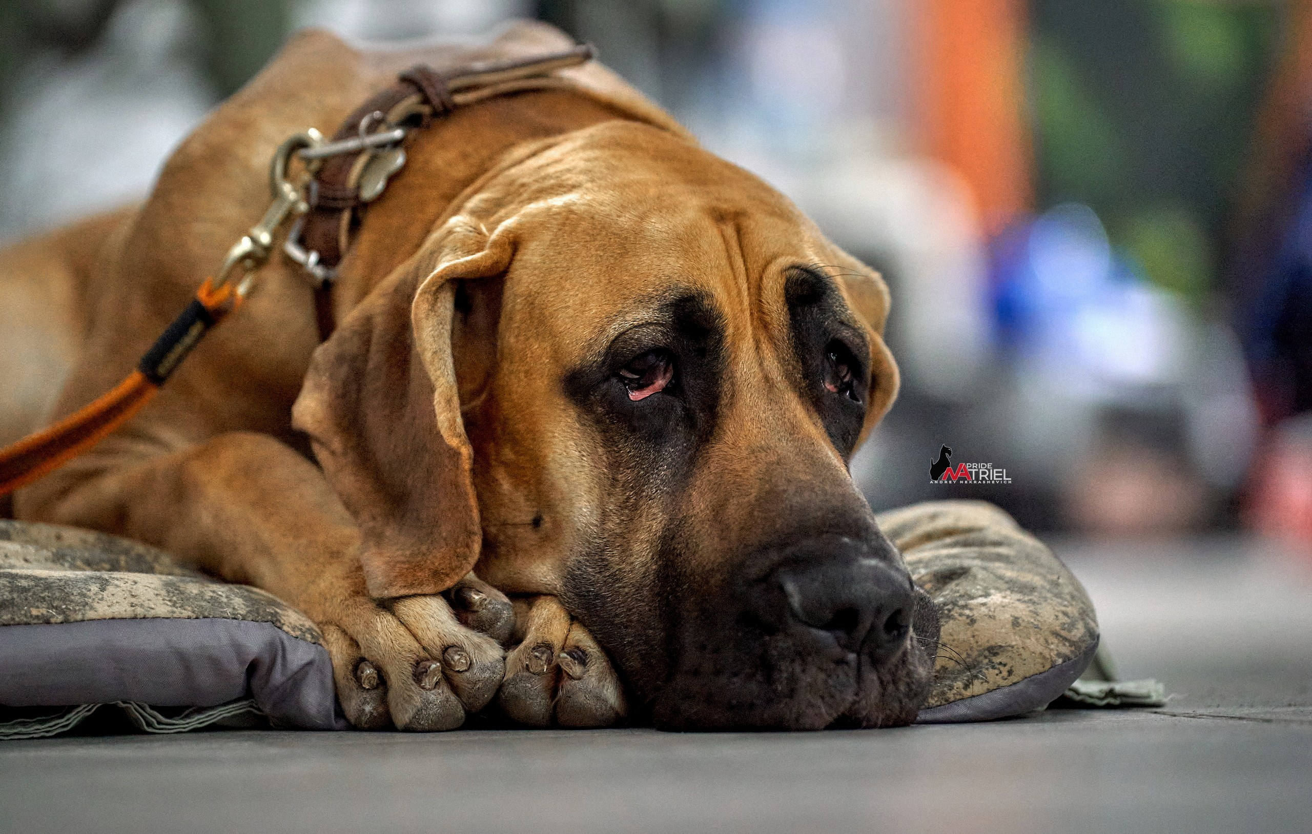 Портреты собак — галерея NATRIEL