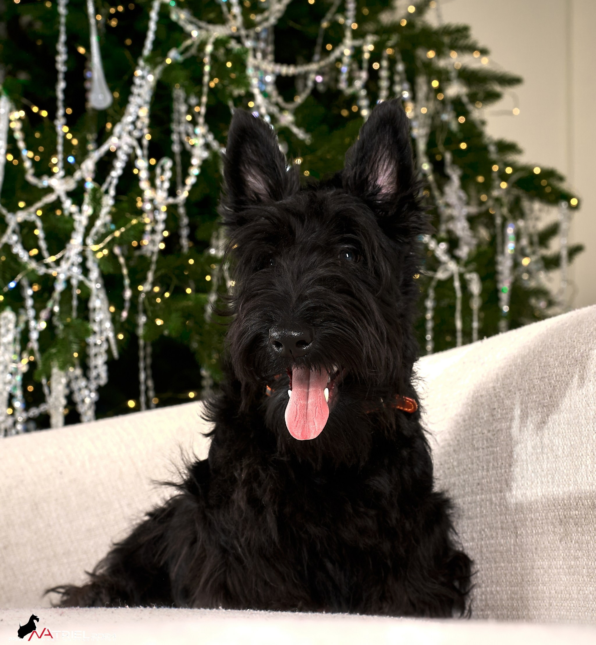 Семейная съемка с собаками в студии