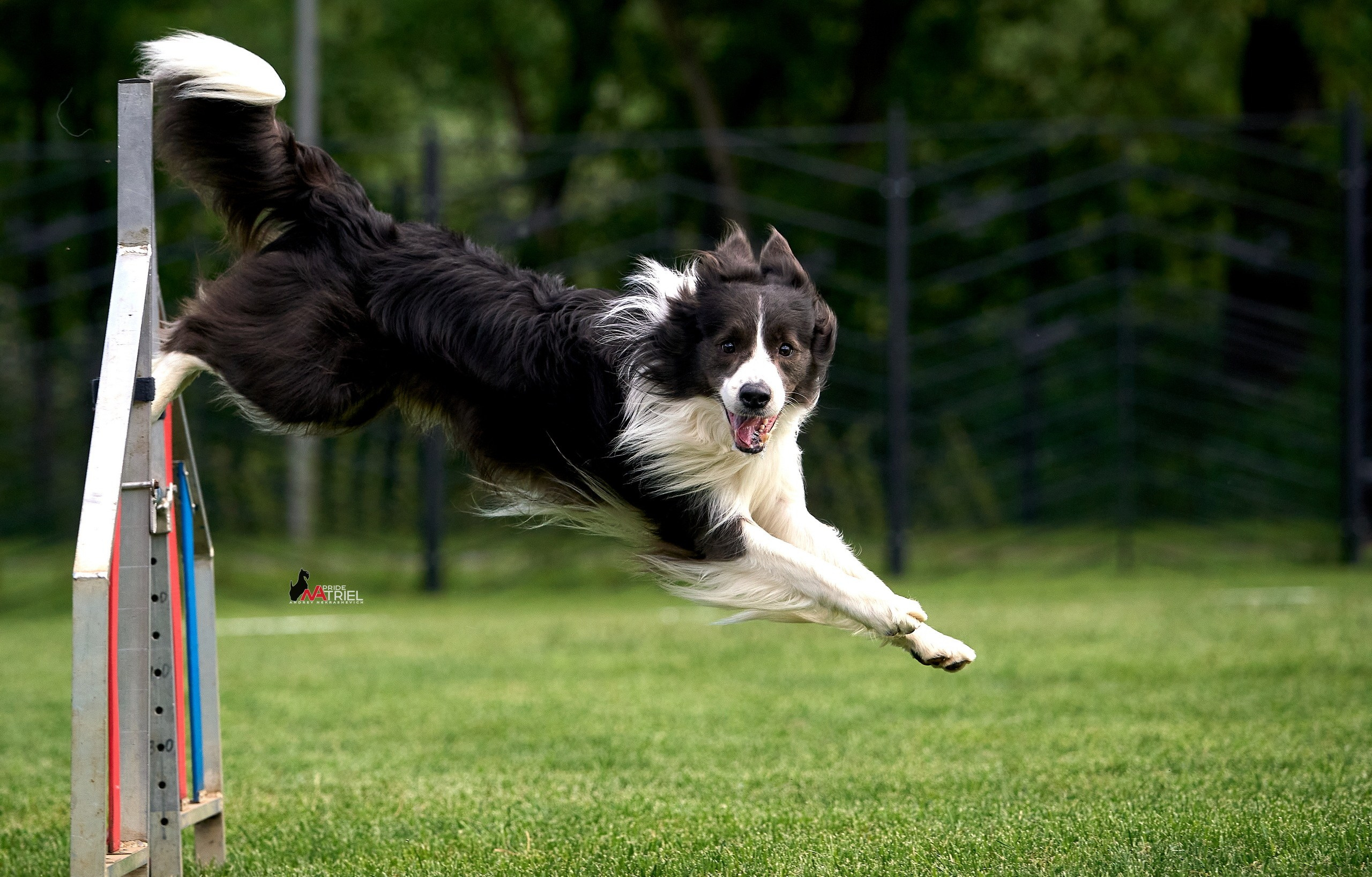 Аджилити — галерея NATRIEL