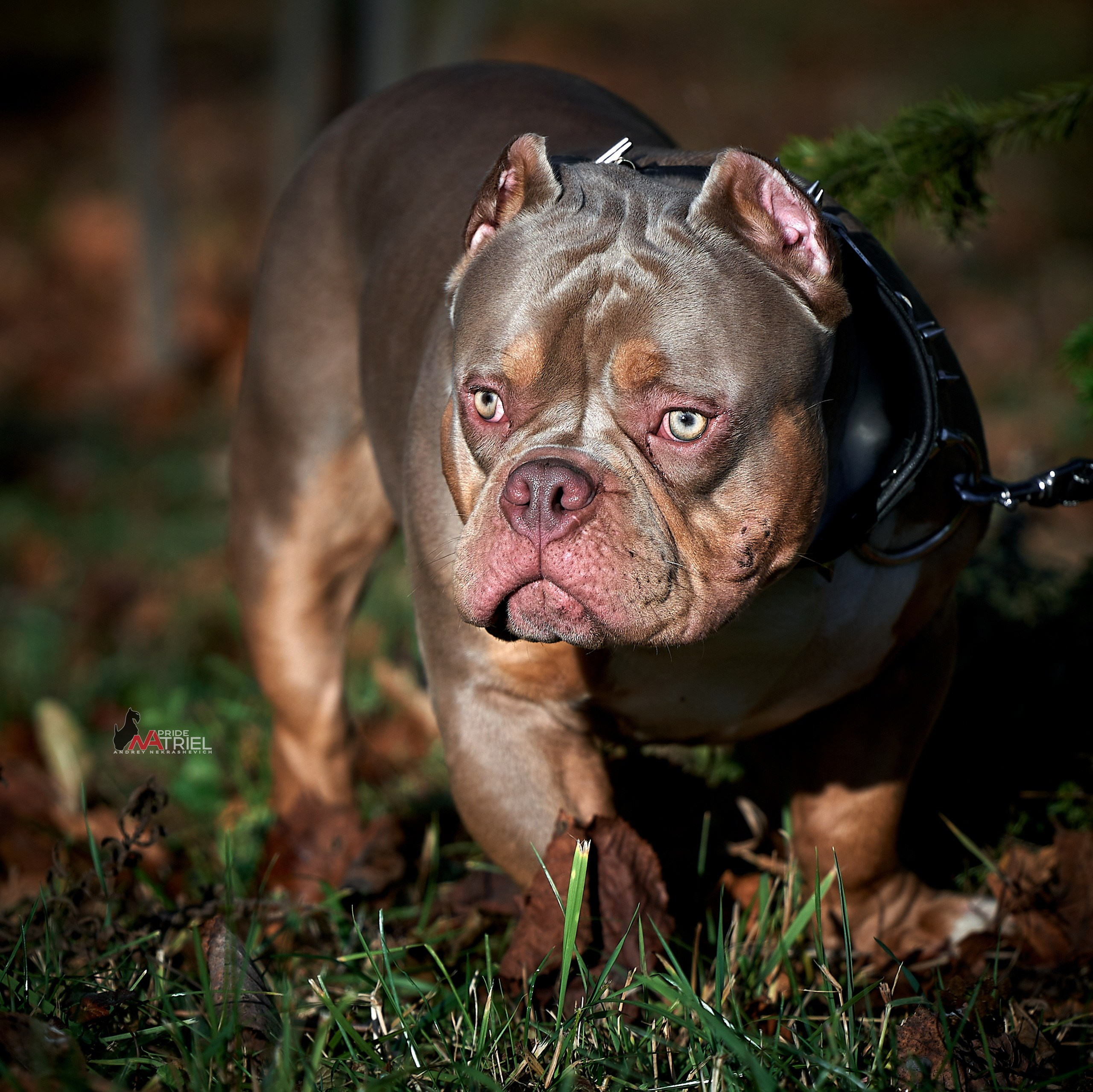 Портреты собак — галерея NATRIEL