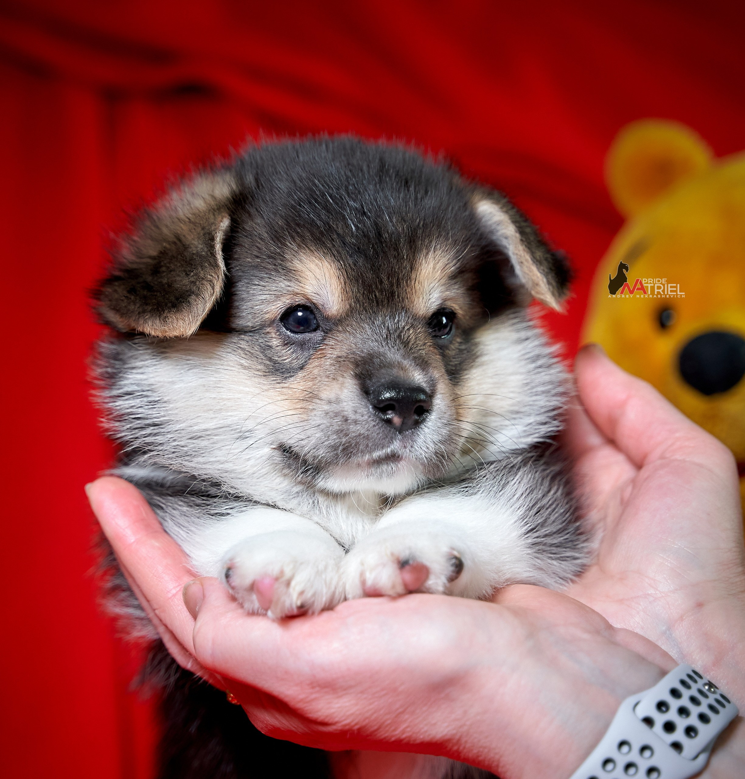 Щенки с людьми — галерея NATRIEL