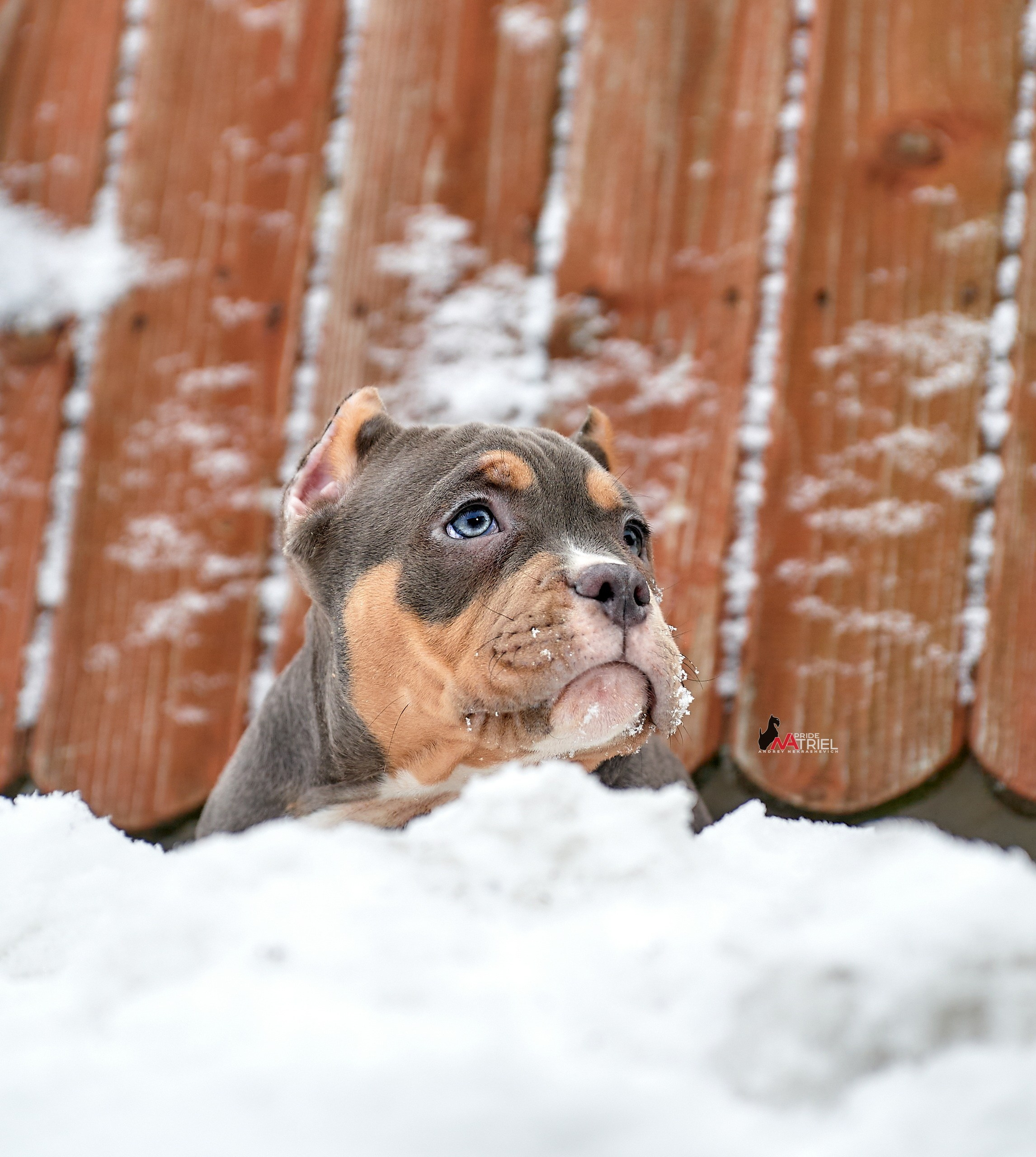 Щенки на прогулке — галерея NATRIEL