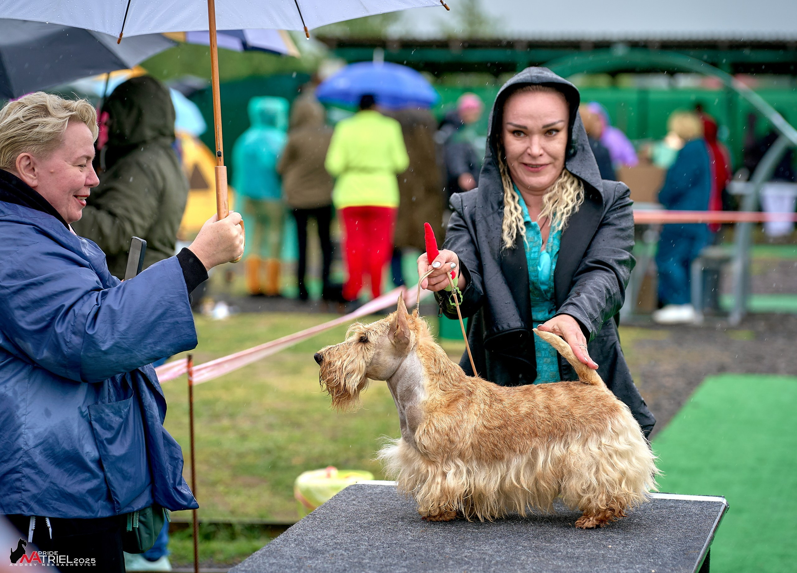 Репортаж с выставки собак