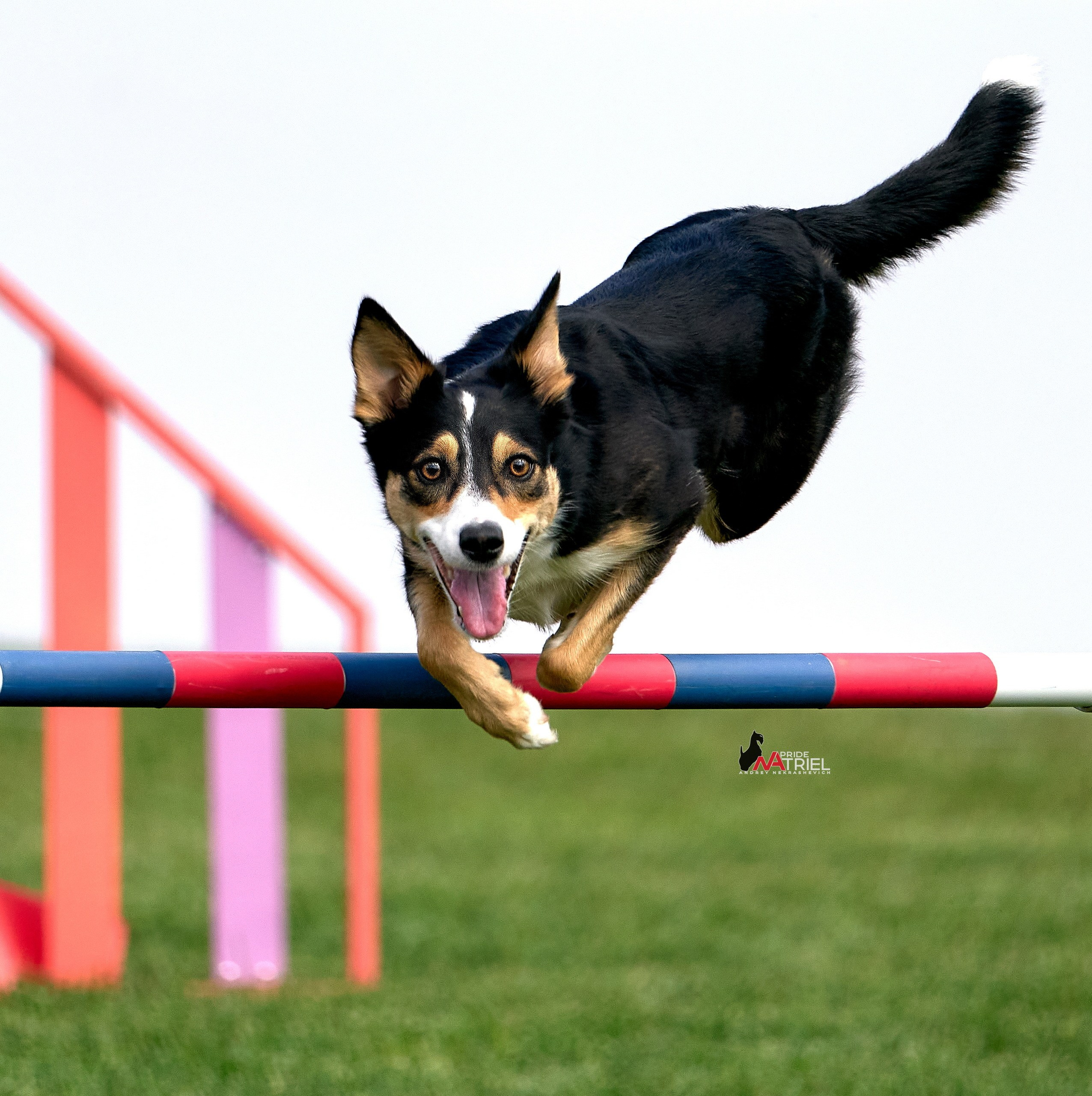 Аджилити — галерея NATRIEL