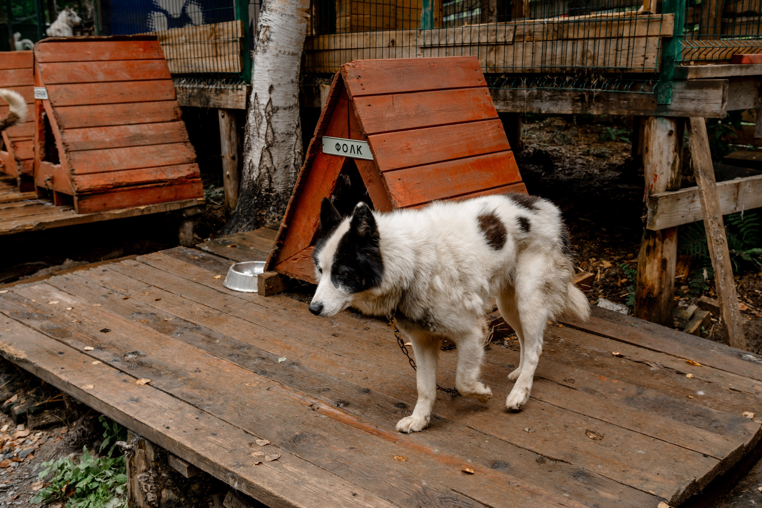 Дог-треккинг