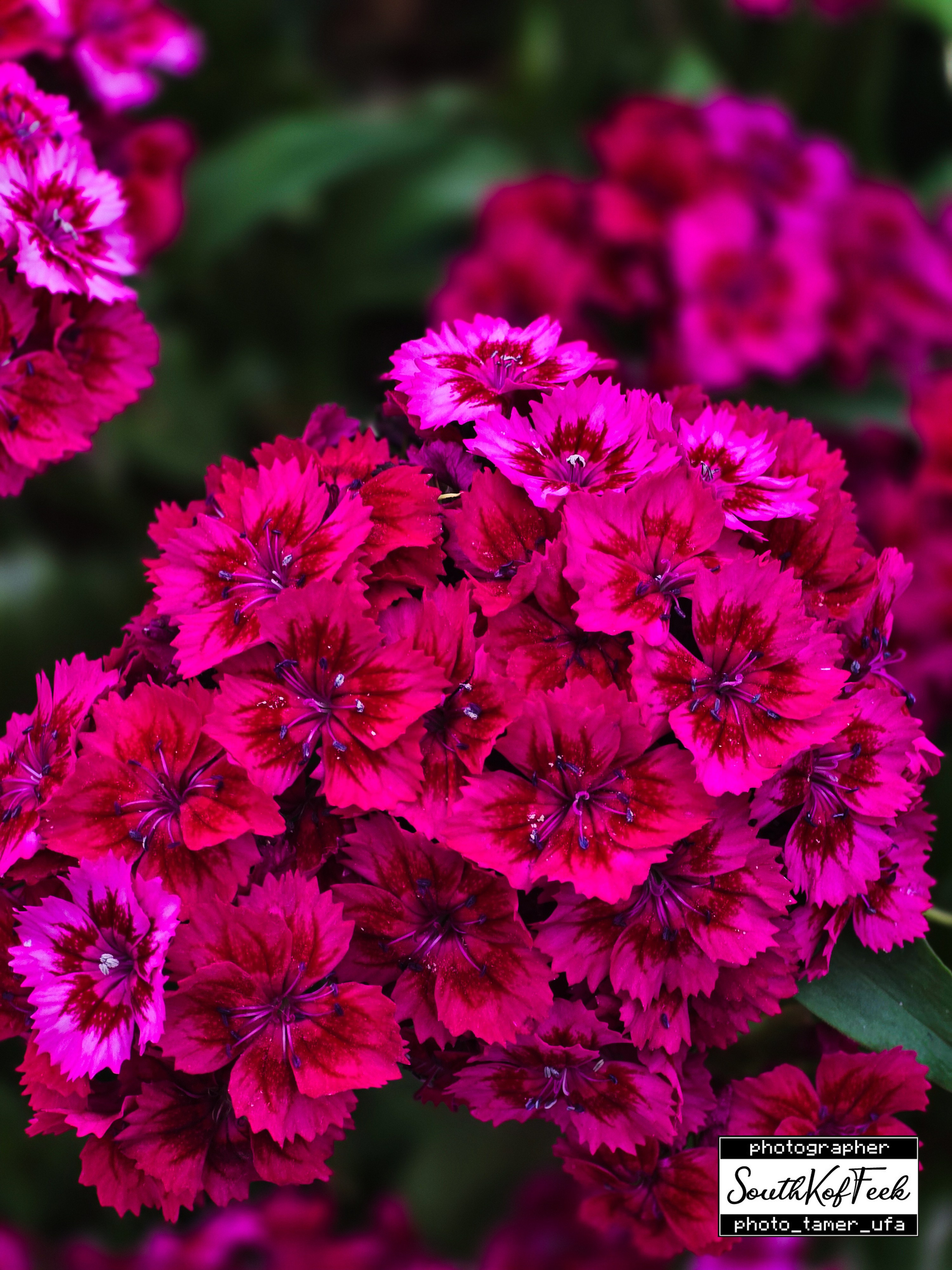 Цветы?. Photo Tamer Ufa