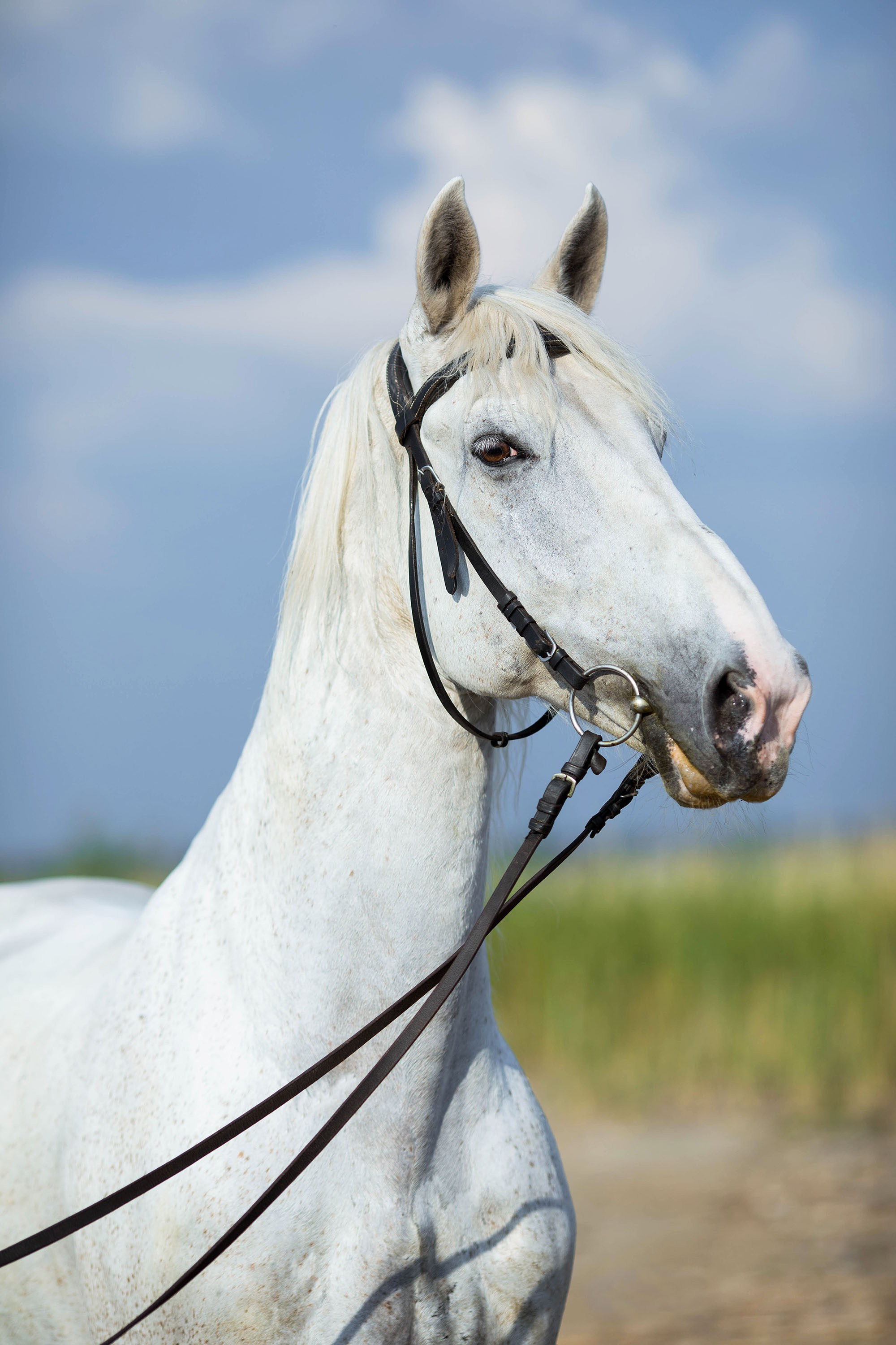 Съемка животных. Конный фотограф в Челябинске Стромова Ольга