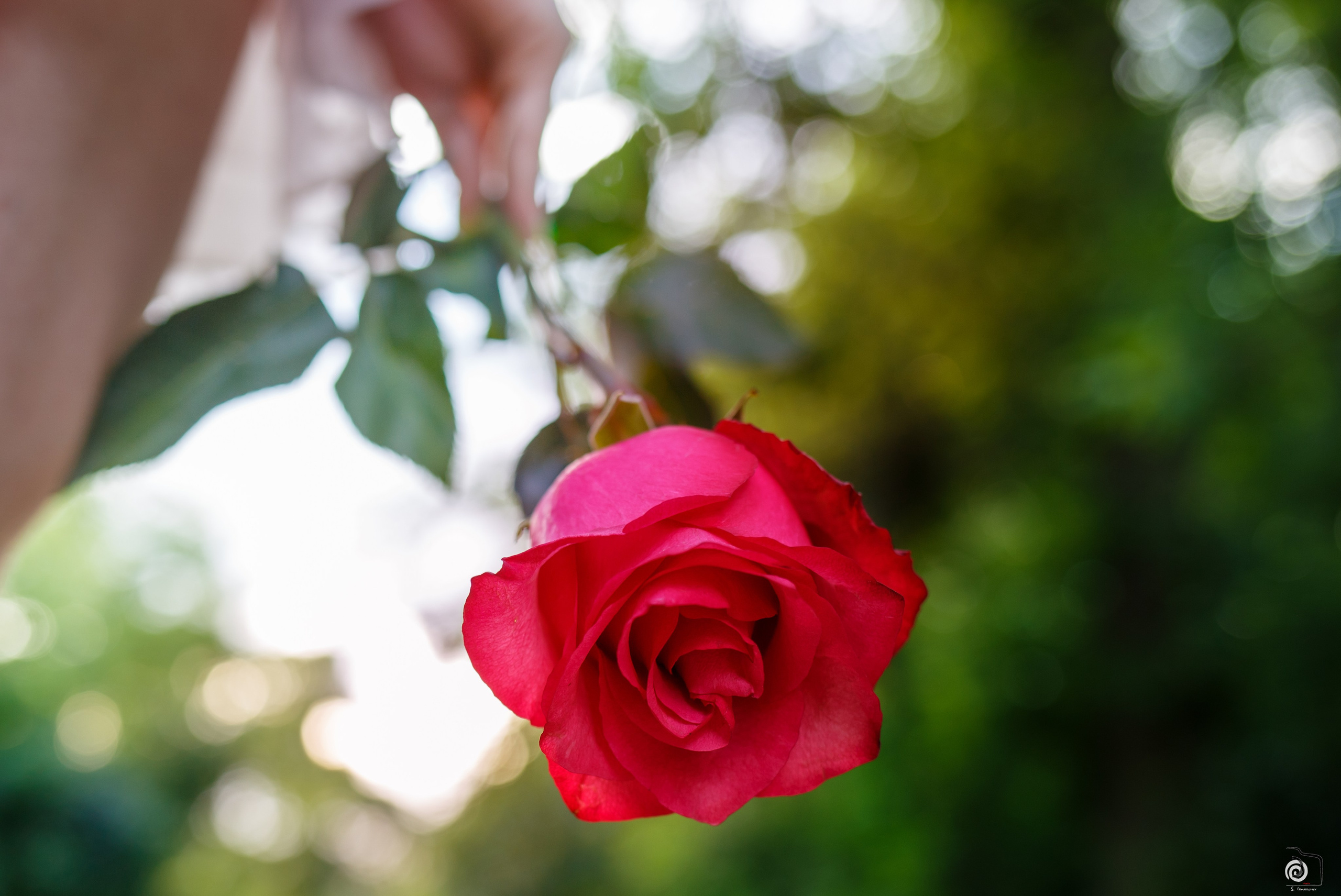 Маша.Лето. Фотограф Сергей Горбачёв