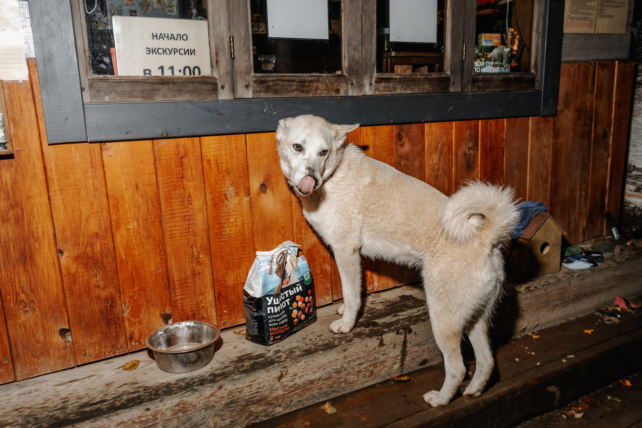 Дог-треккинг