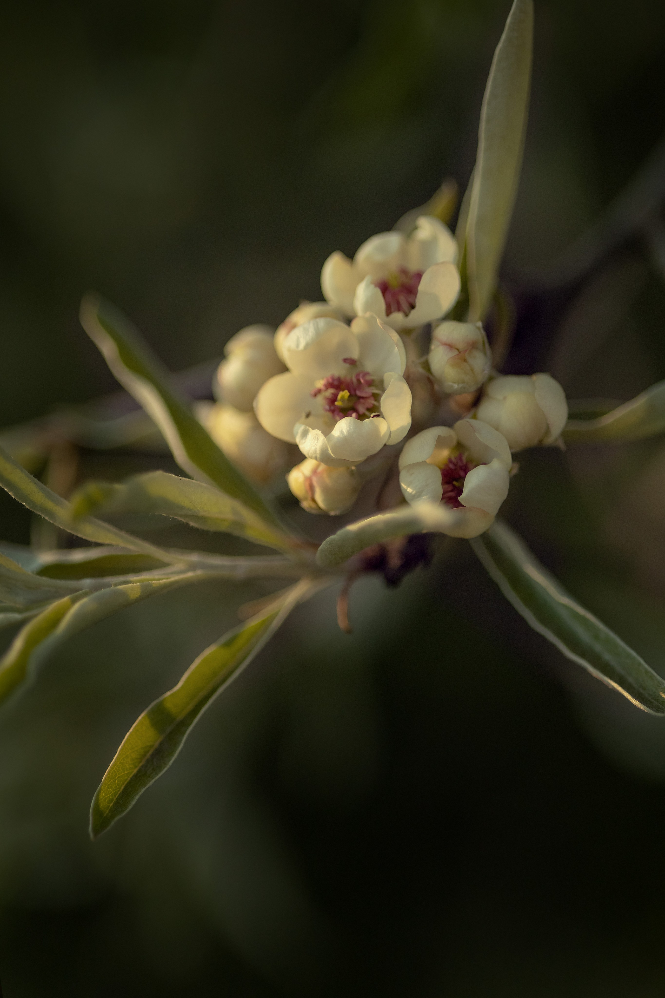 Чудесное время- пора цветения. Портретная съемка дома, на улице, в студии