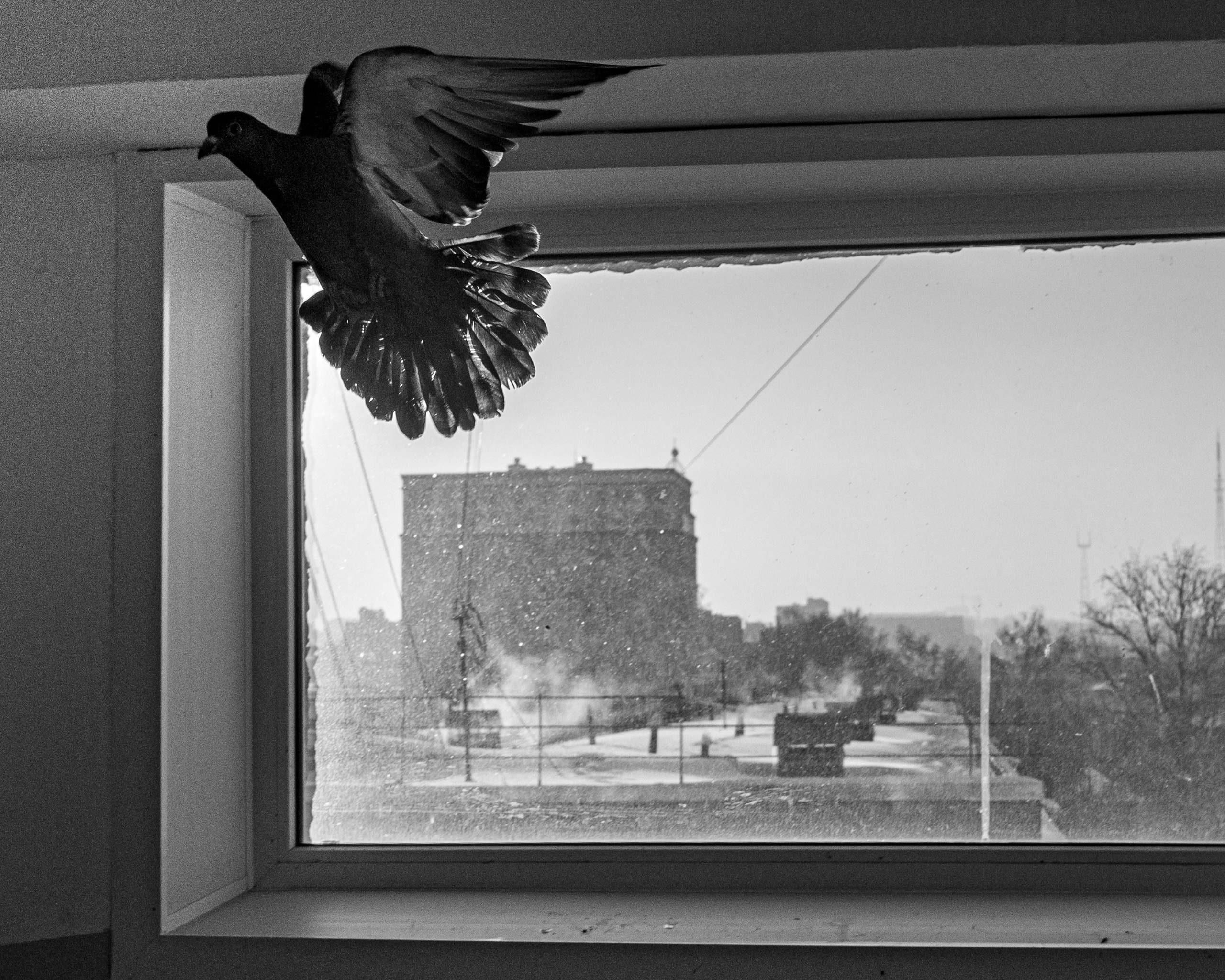 Feathers Against Concrete. StepanGerasimov