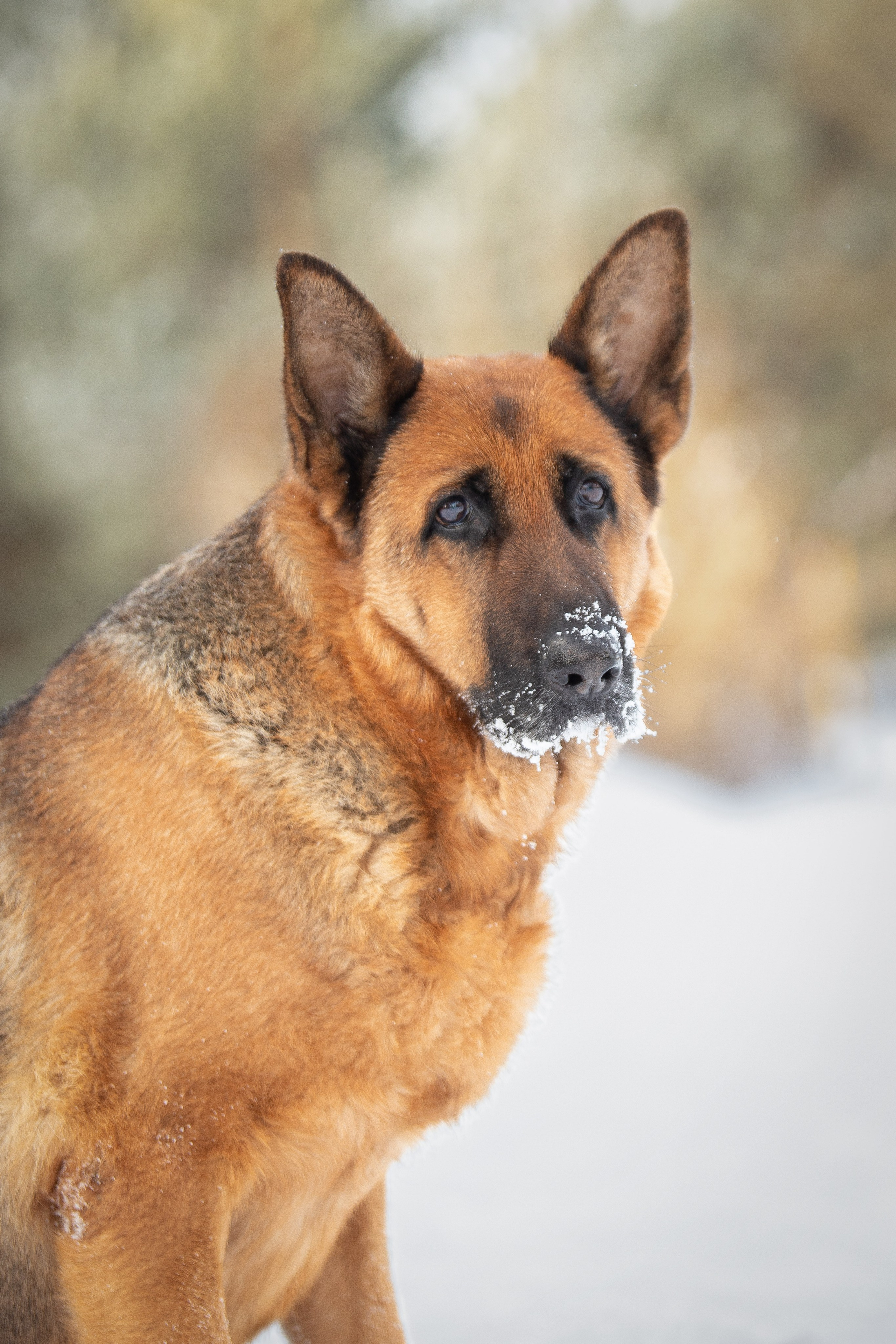 Барса. Юлия Микульская. Рыбинск