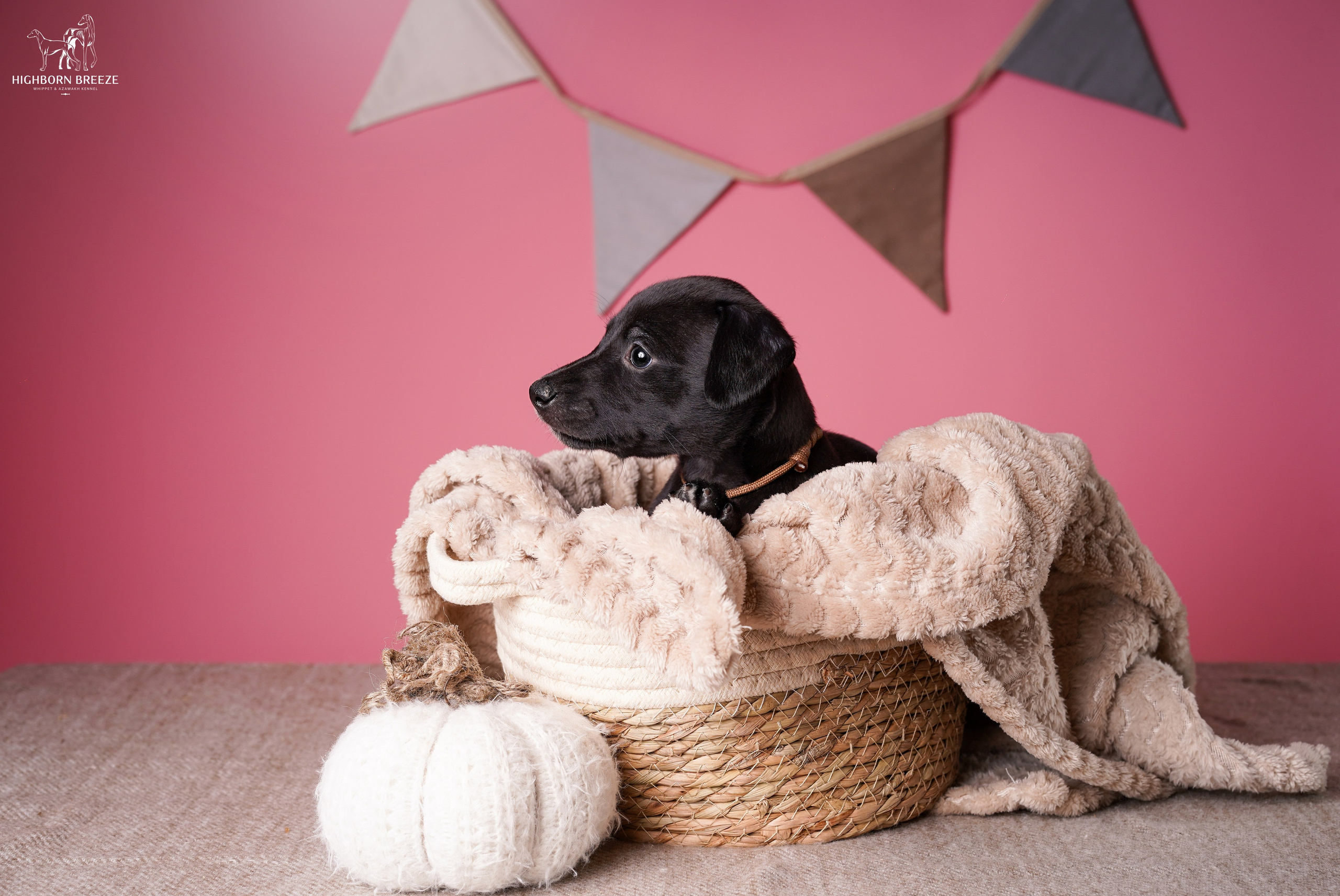 Щенки уиппета. Фотограф-анималист в Санкт-Петербурге Яна Мартынова
