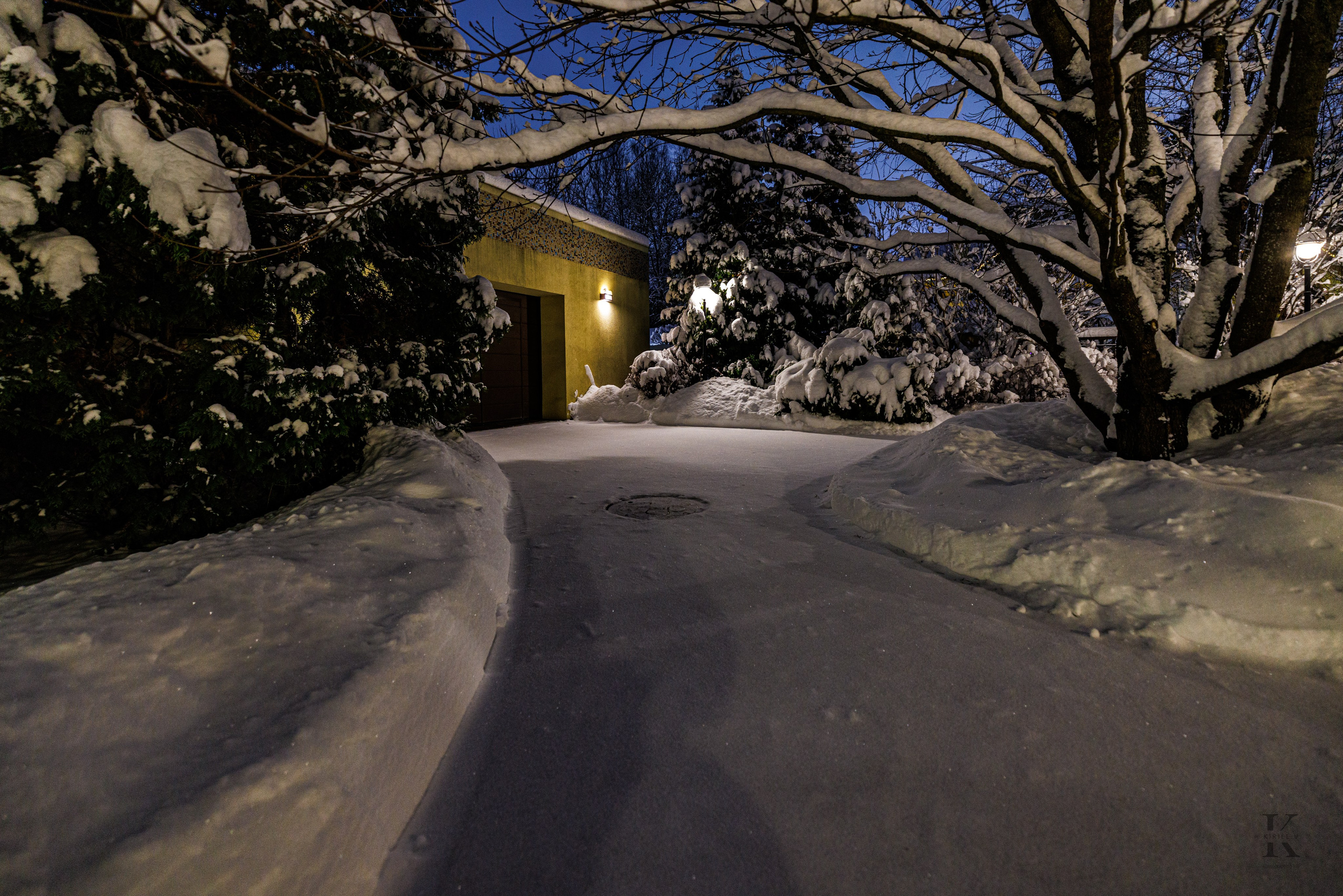 Природа 31 Декабря 2025 года. Клены. Фотографирую жизнь! Московский фотограф волонтер