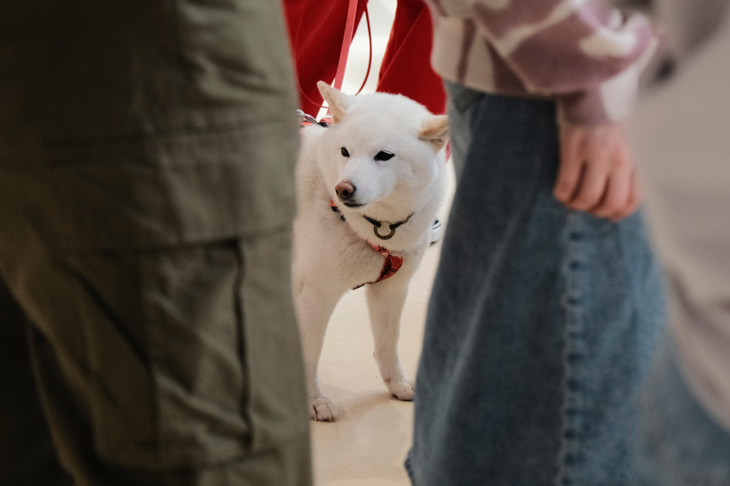 AdventureDog
