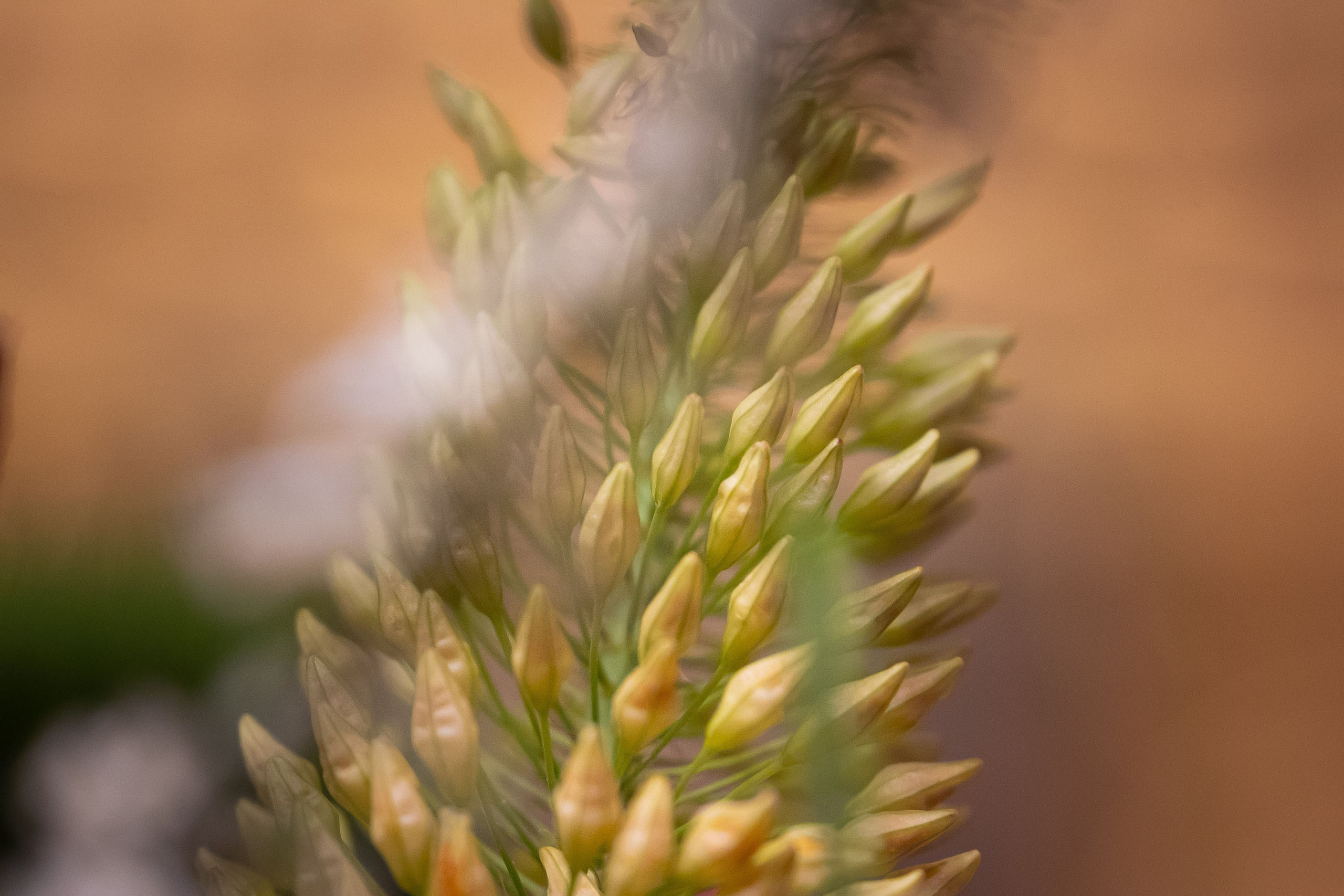 Храм Преображения Господня в Богородском. Цветы на Пасху. Антон и Татьяна Денисенко — В храме