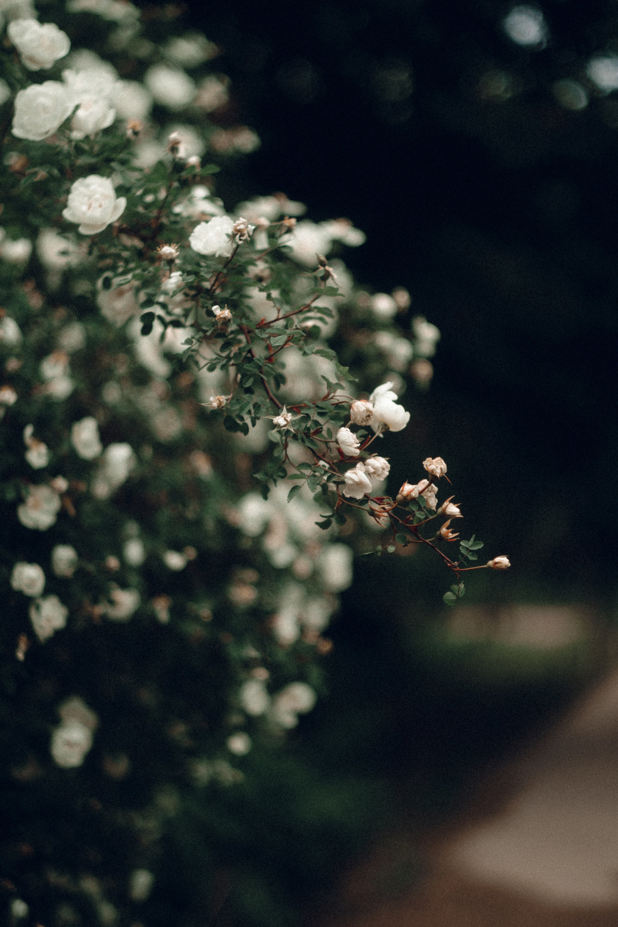Botanical. Портретный и свадебный фотограф в Москве и Санкт-Петербурге. Учитель фотографии онлайн и оффлайн