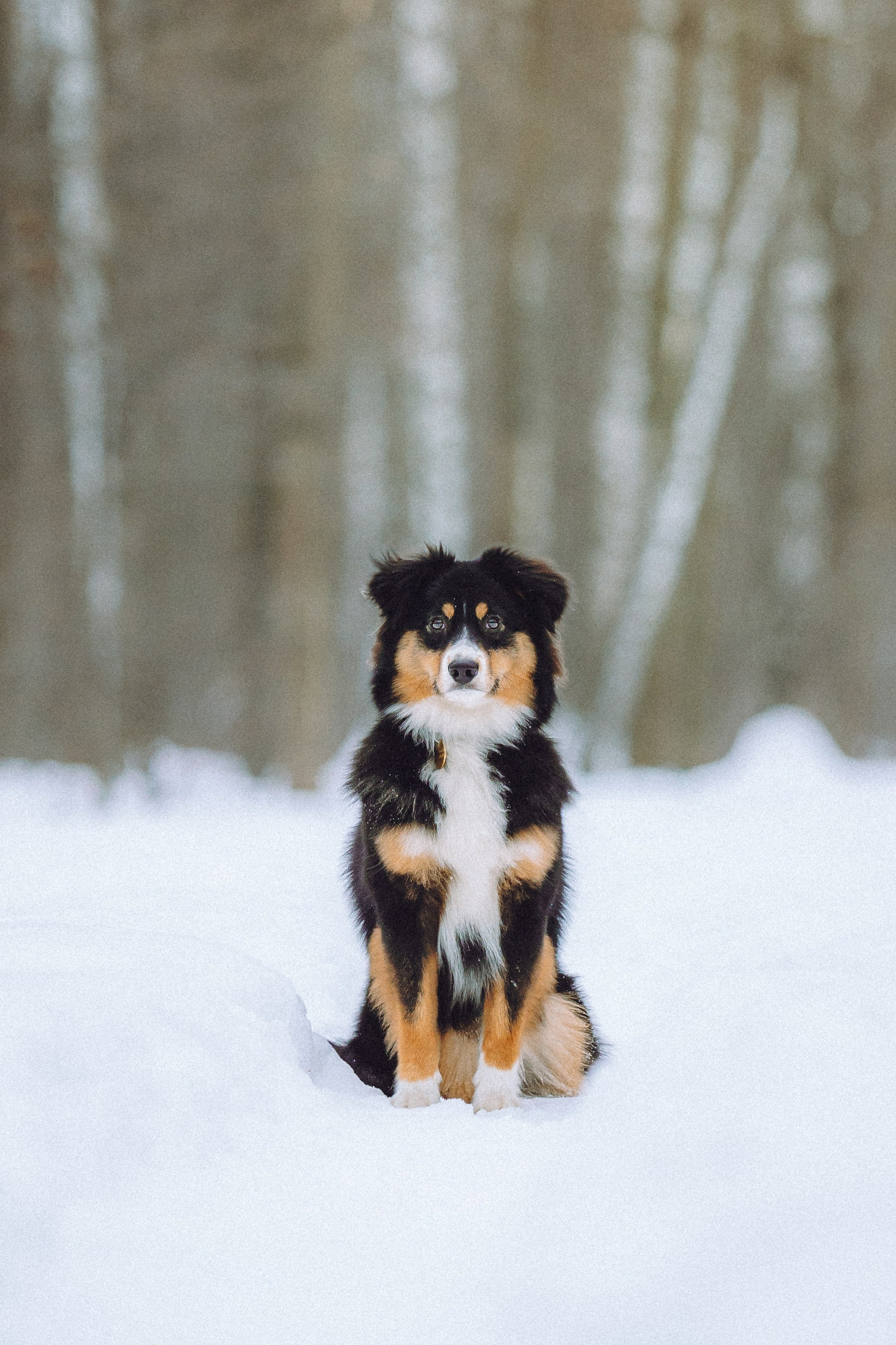 Таня, Ваня и Гром