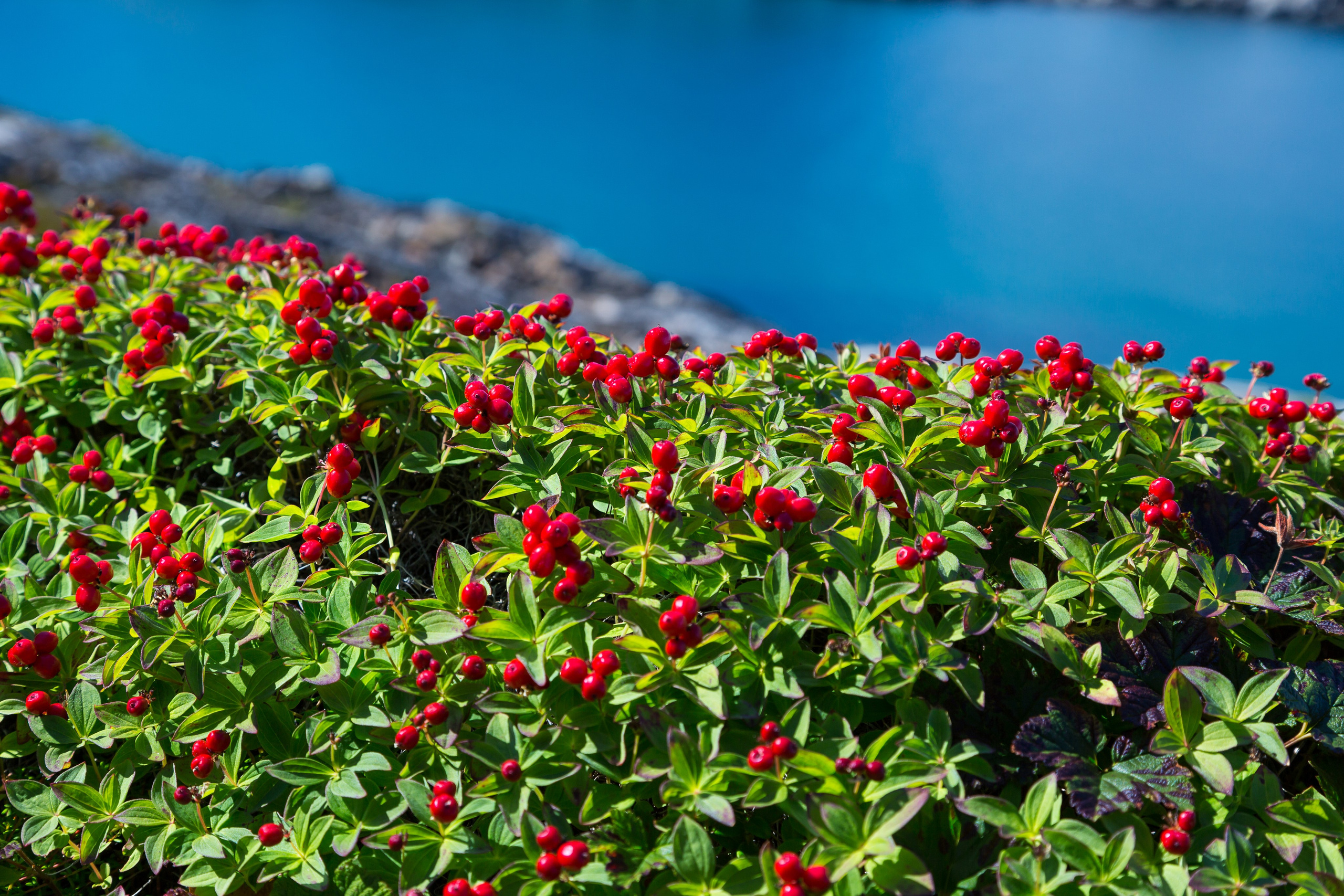 Мир растений. Пейзажи Крайнего Севера. Баренцево море, Рыбачий, Средний, Немецкий