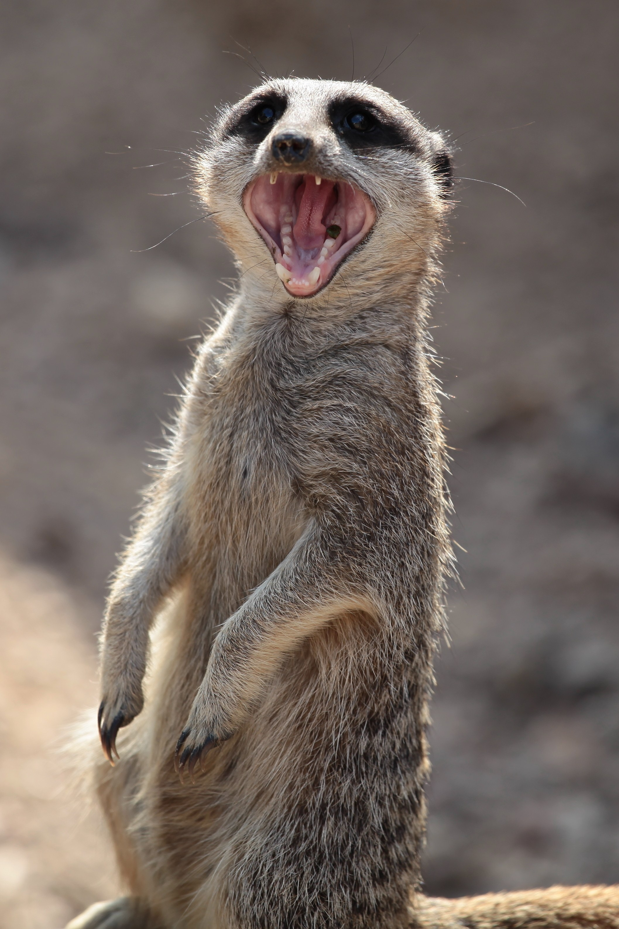 Фотографии диких и домашних животных. Фотограф в Москве и Подмосковье, Николай Сорокин