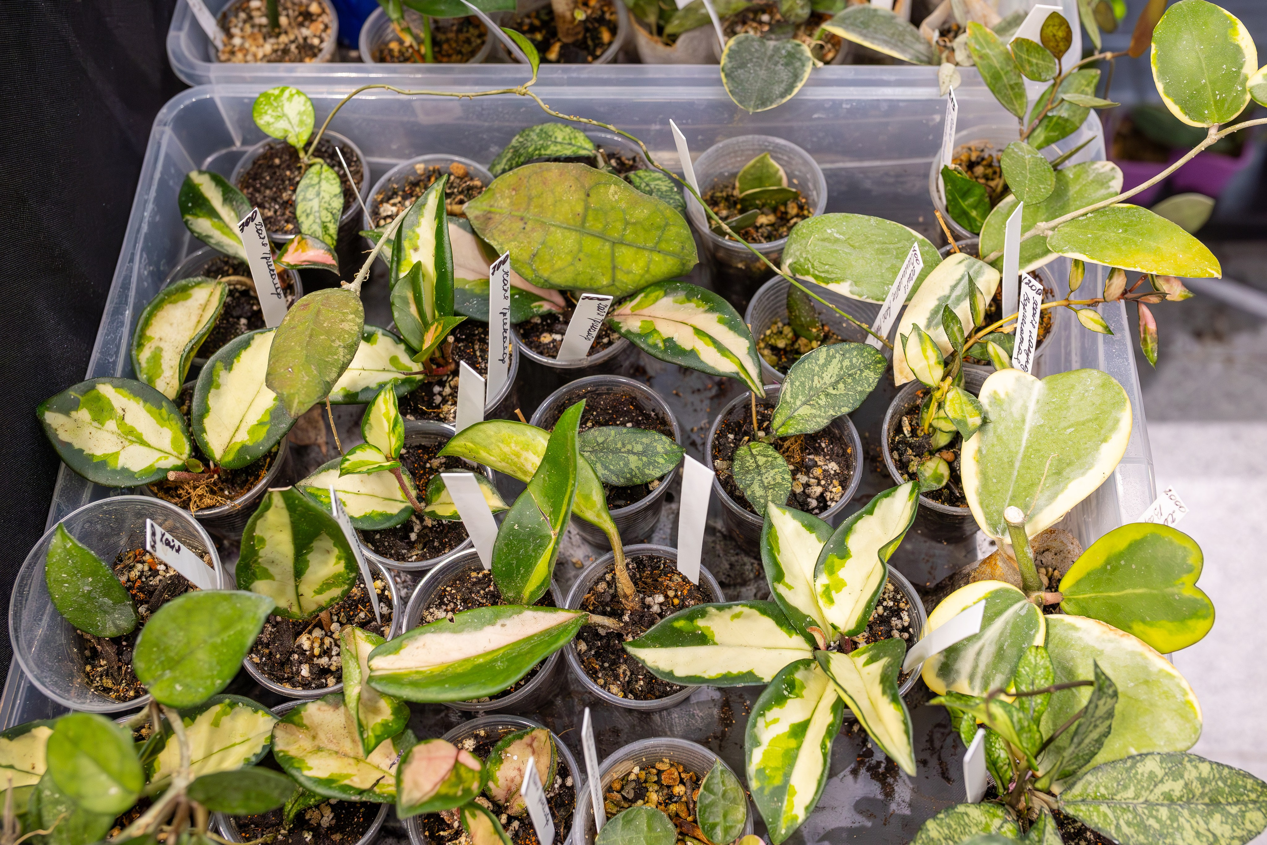 Монстериум 11–12 октября. Александра Куликова фотограф, Москва