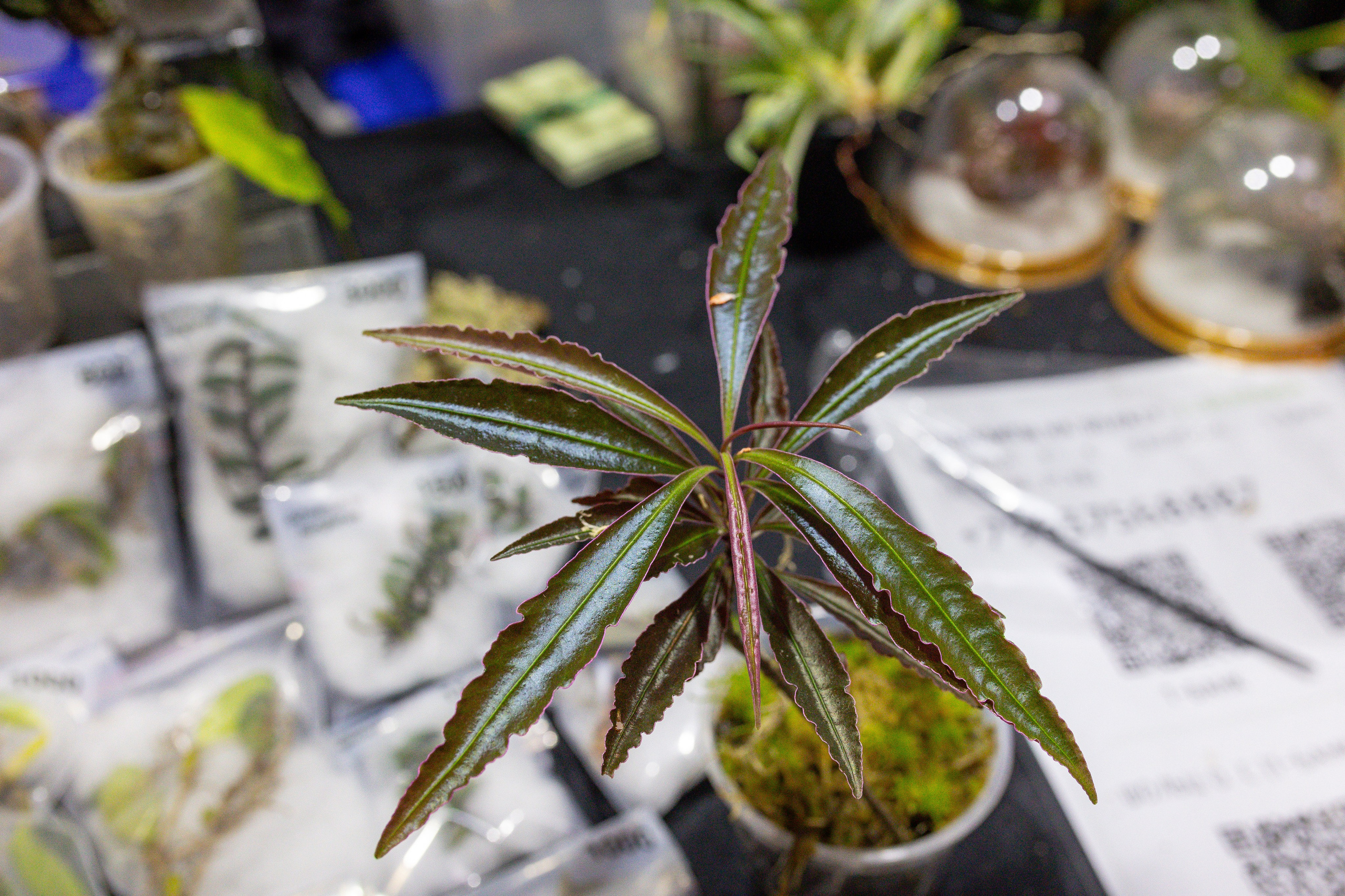 Монстериум 11–12 октября. Александра Куликова фотограф, Москва