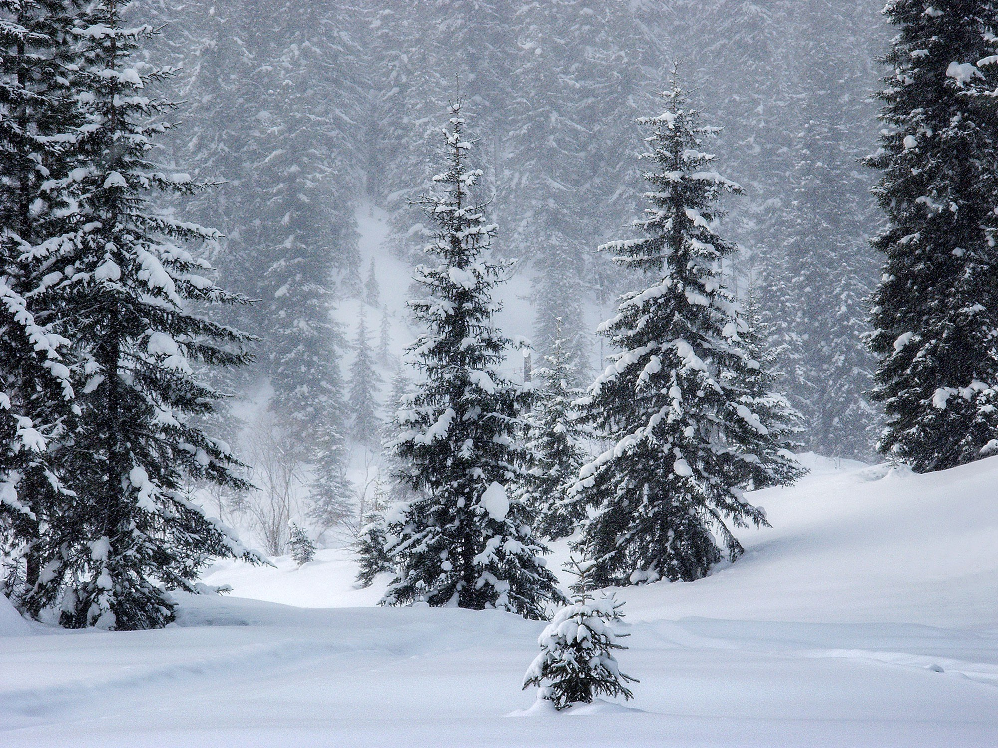 Свадебный фотограф Геленджик
