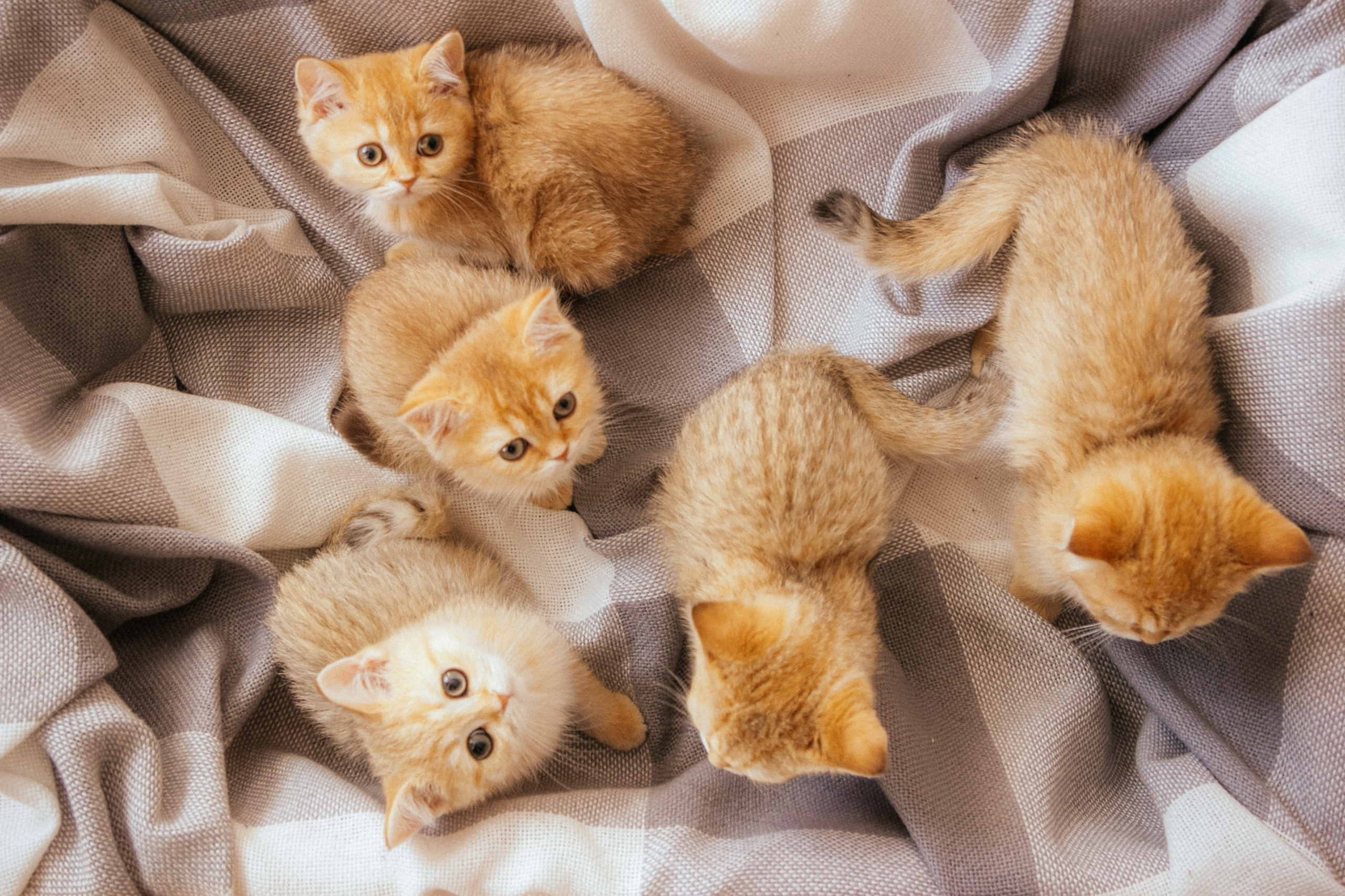 CAT. Семейный фотограф Казань Никита Федин