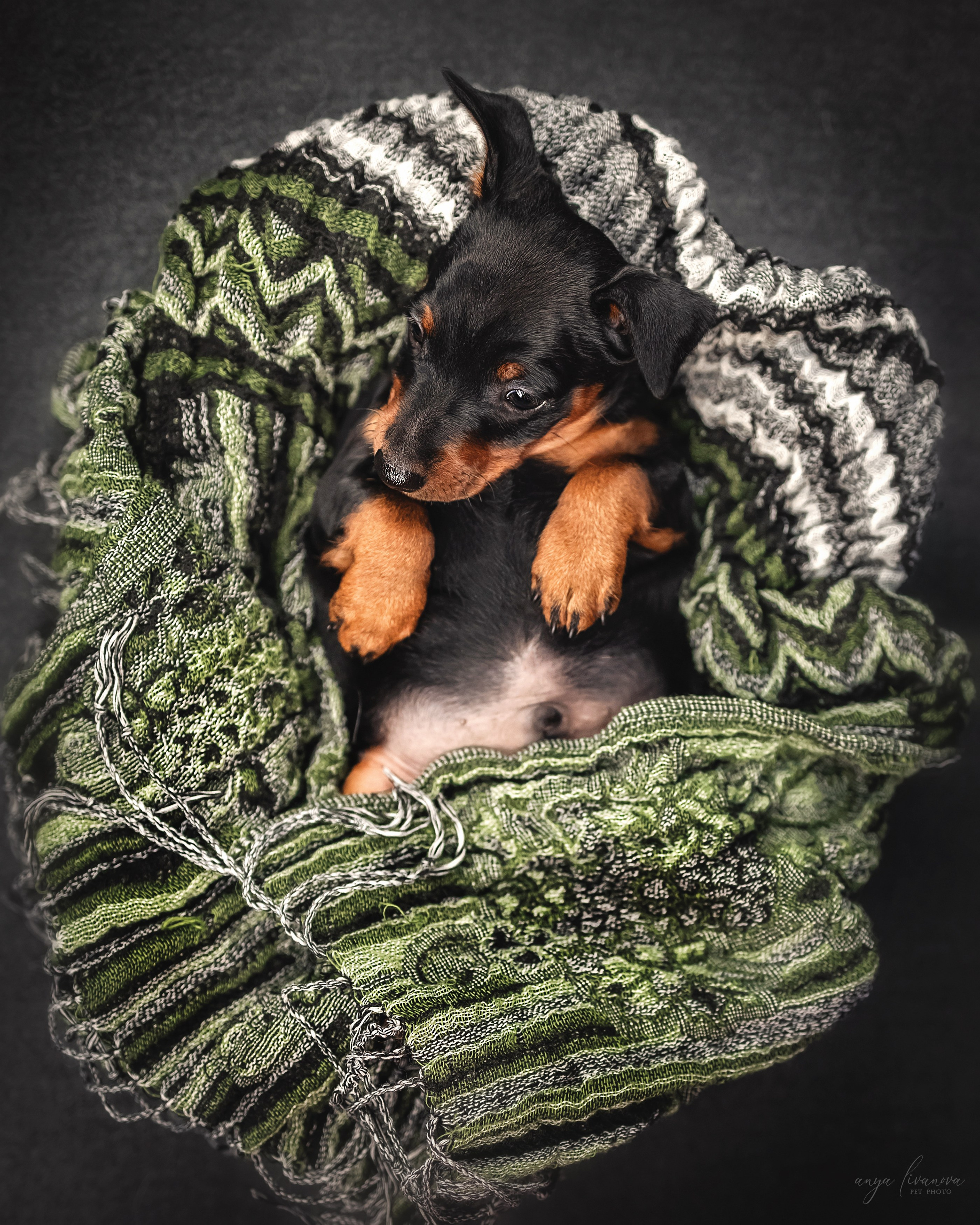 Пинчер. Фотограф анималист Аня Ливанова | Рыбинск