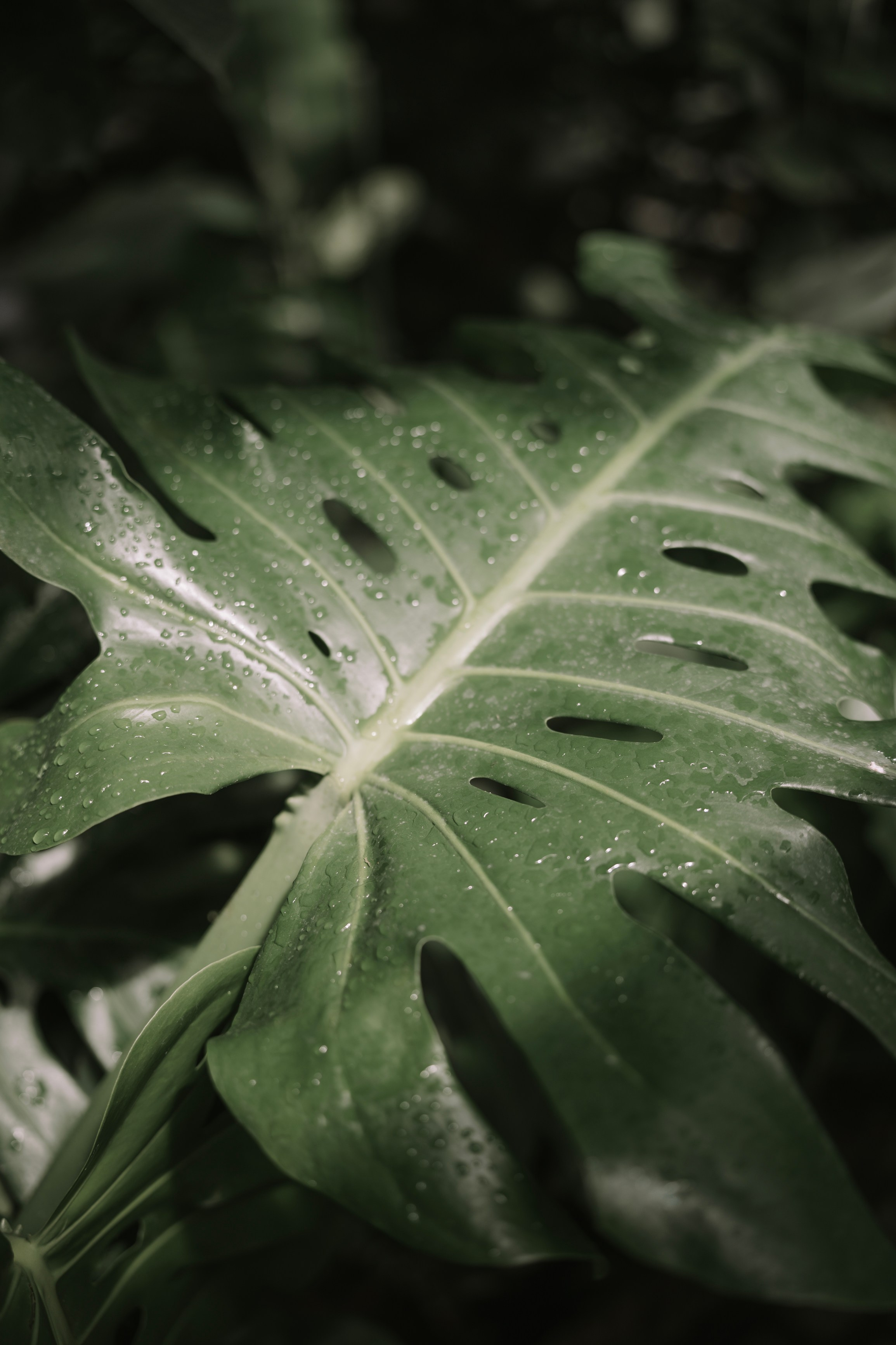 Свадебная съемка. Репортажный фотограф в Калининграде Морозов Кирилл