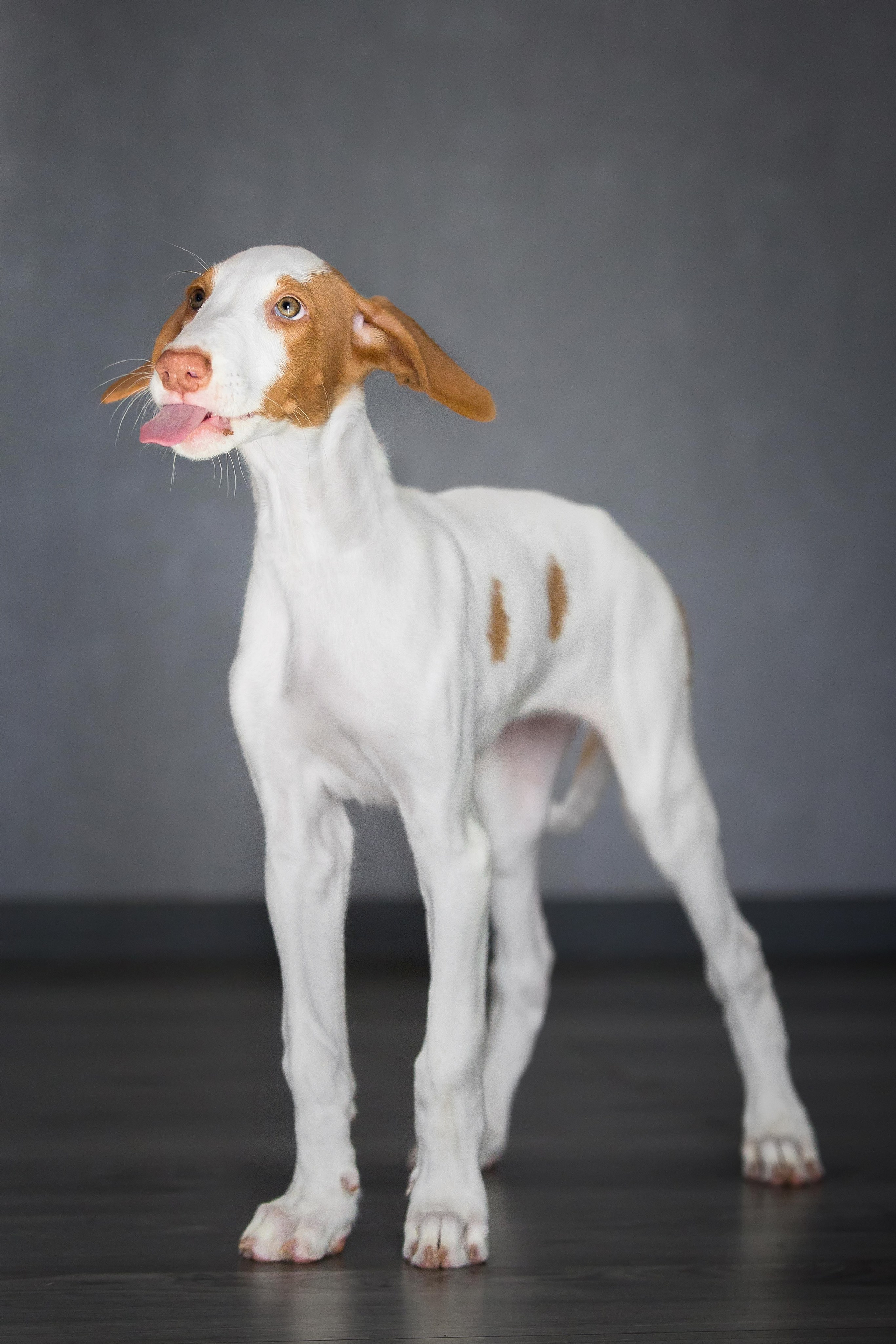 Поденко Ибиценко. Https://moshkovaphoto.ru/