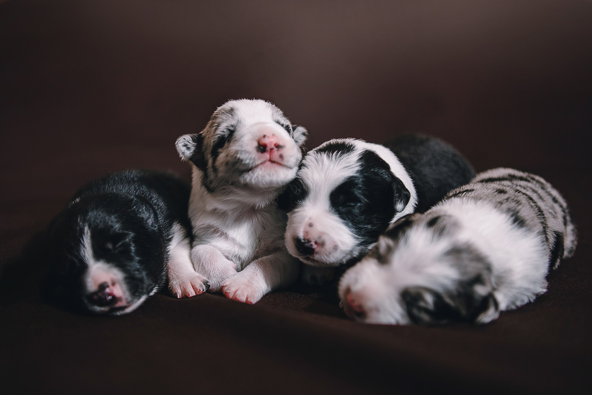 Щенки. Фотограф Анна Тюрина