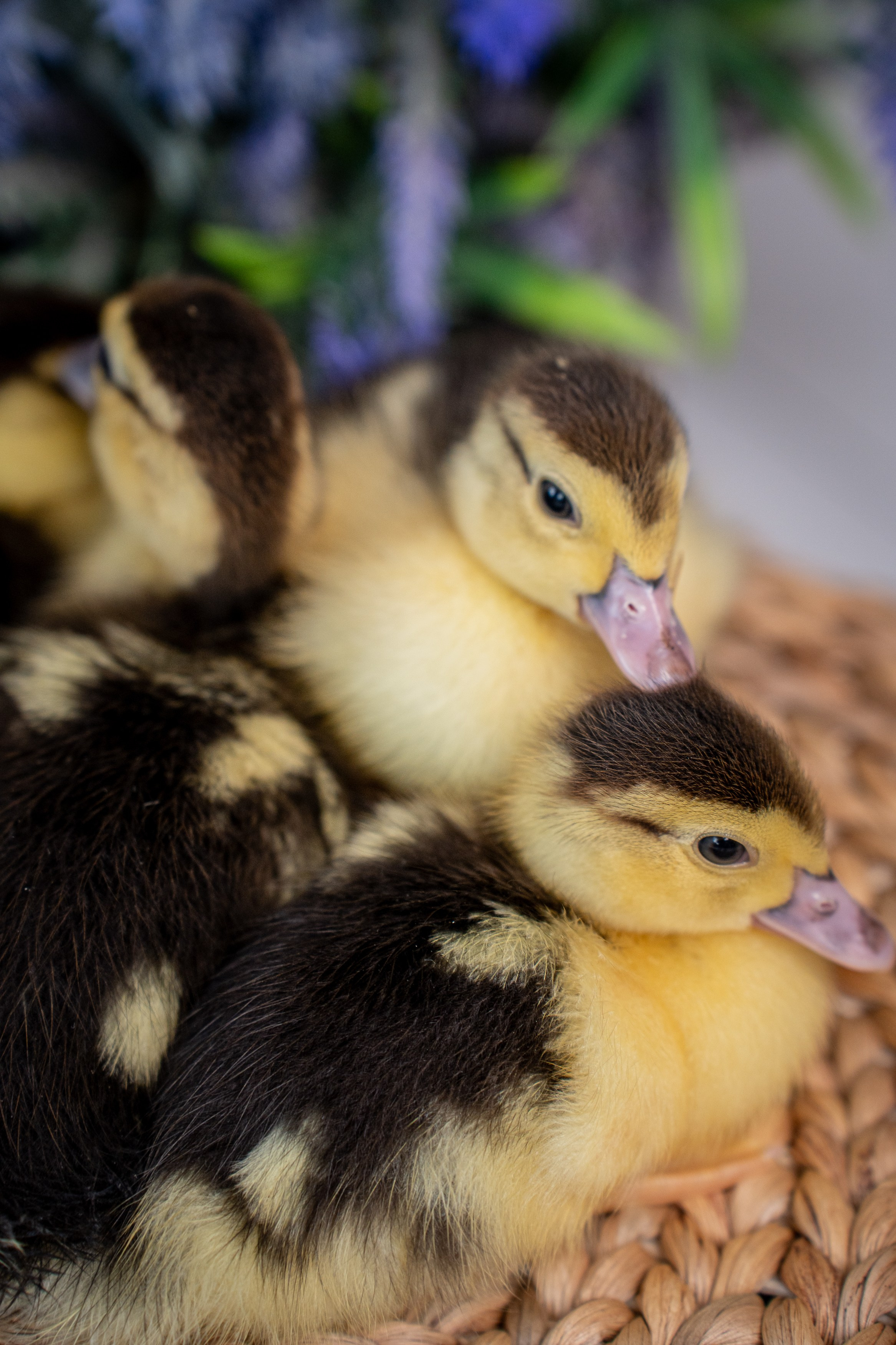Анимализм. Портретный фотограф Олеся Владимирова в Москве