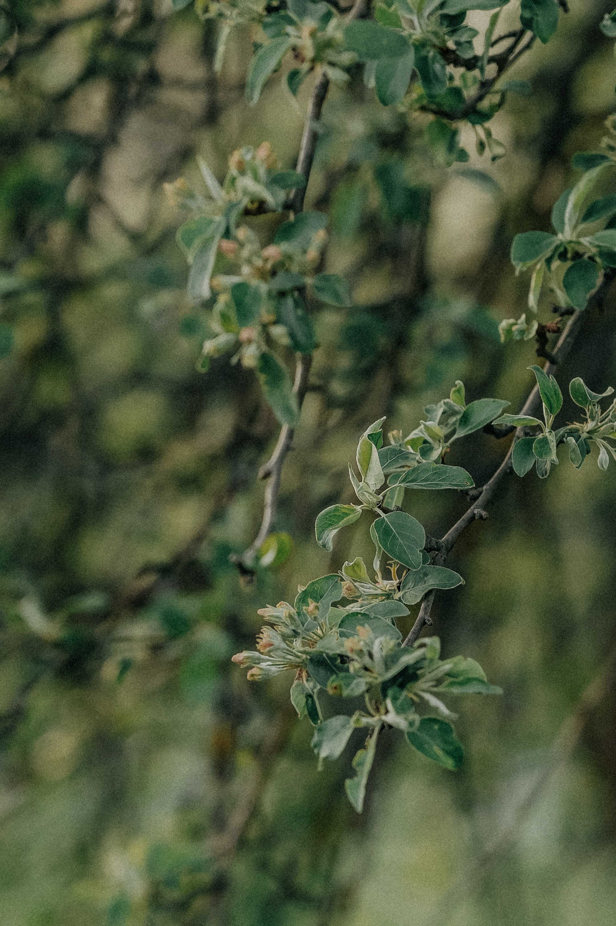 Съемка беременности. Свадебный и семейный фотограф Виктория Носачёва. Щелково, Москва и МО