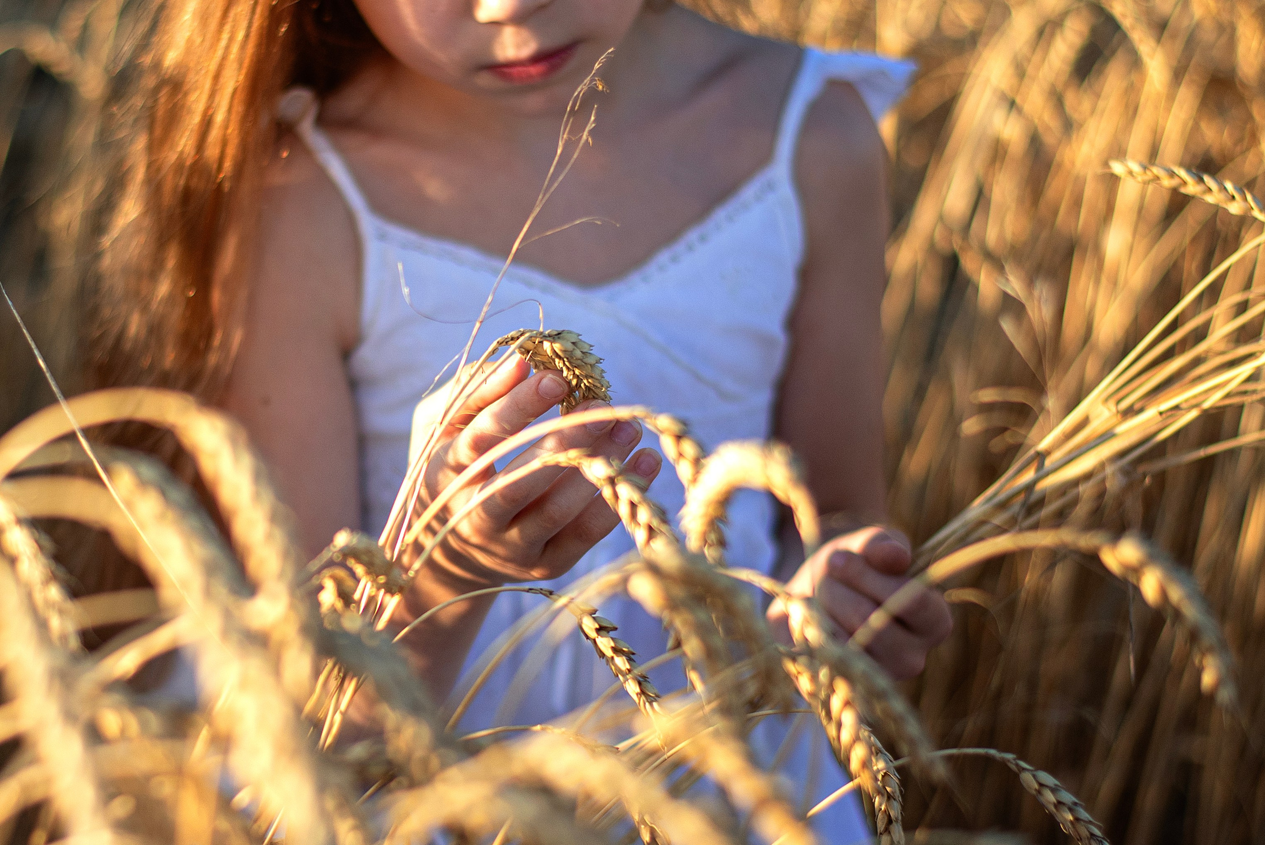 Пшеница. Главная