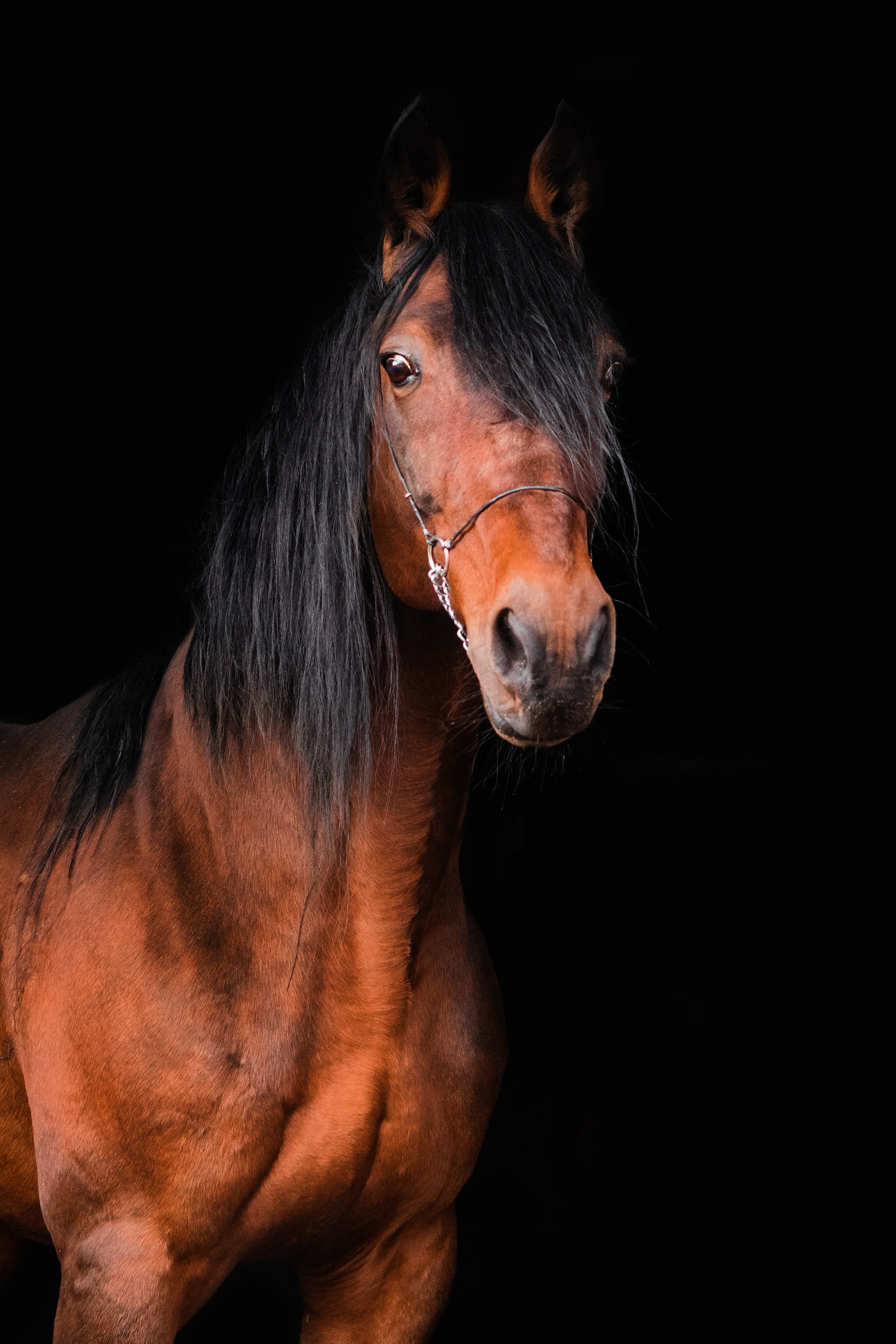 Life with horse. Saamill