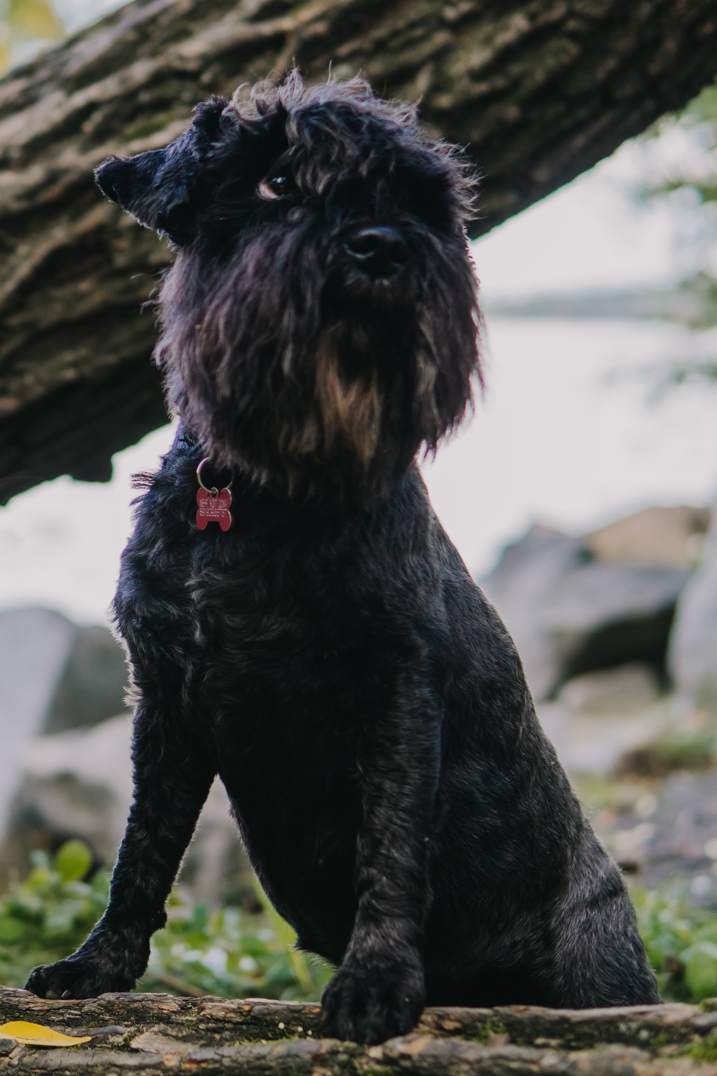 Life with dog. Saamill