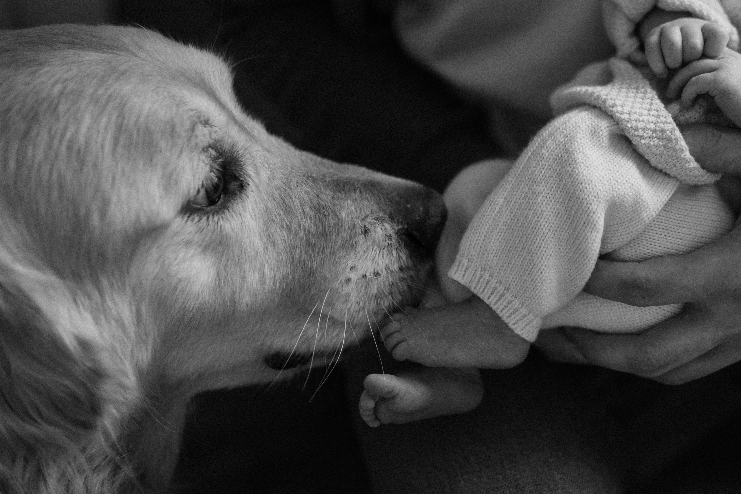 Лена, Игорь, Арина, Агата. Семейный фотограф Москва