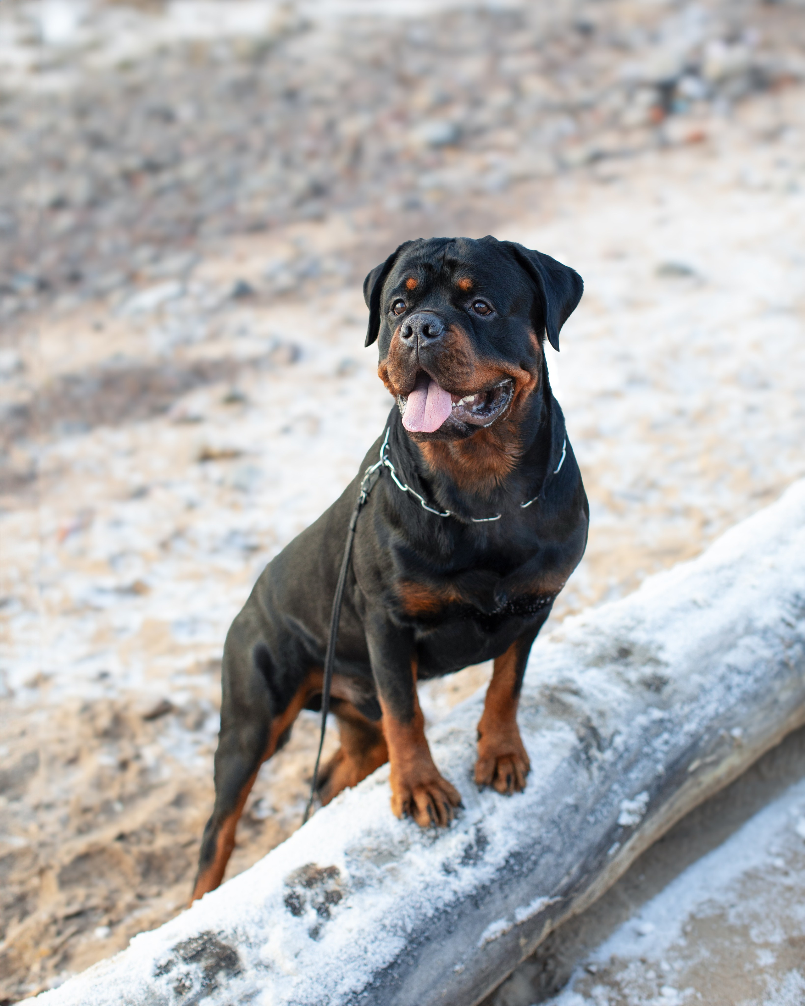 Ротвейлер Аватар. Портретная и семейная съемка. Фотограф анималист