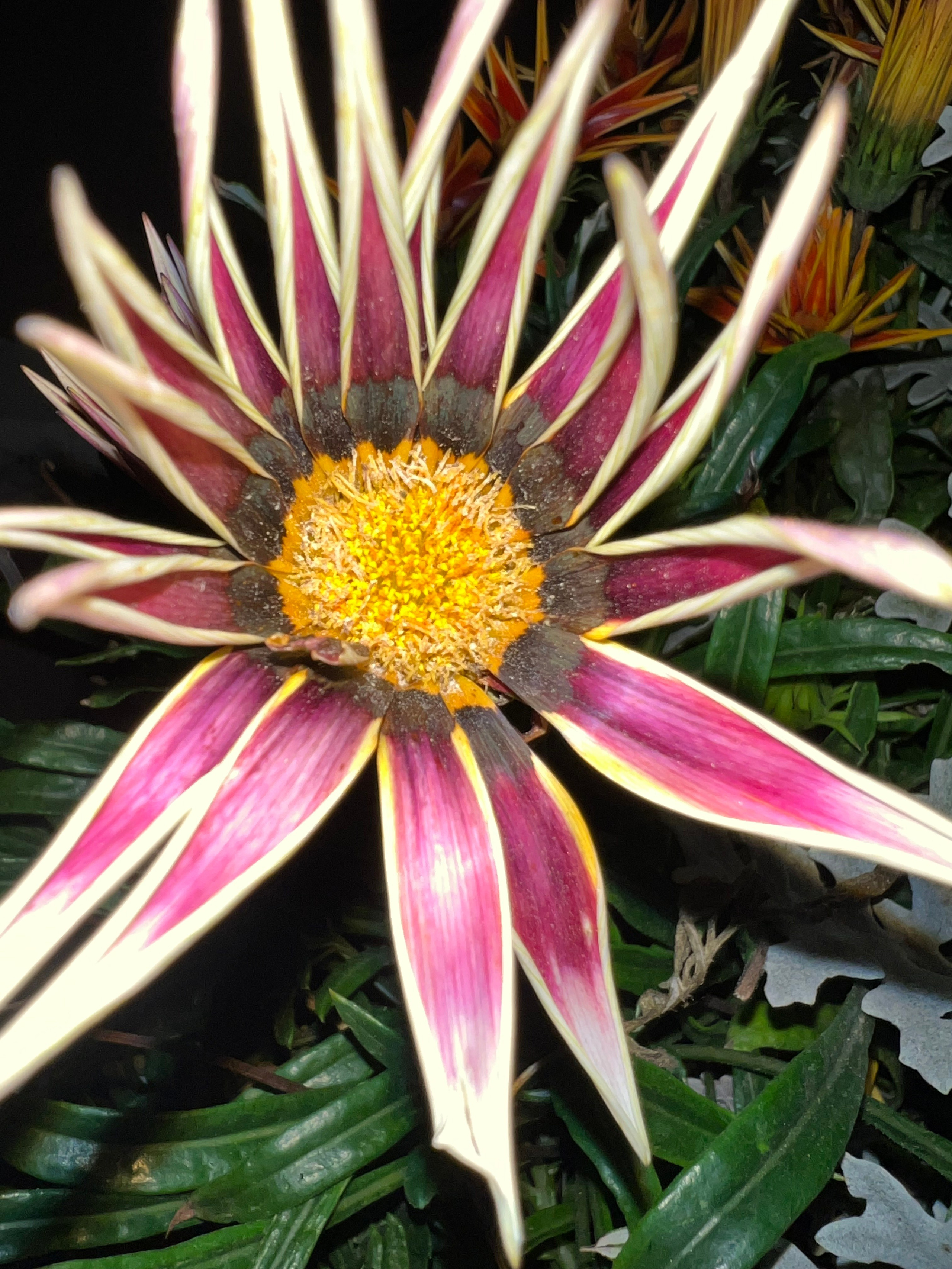 Цветы ночи. Анна Хвалина