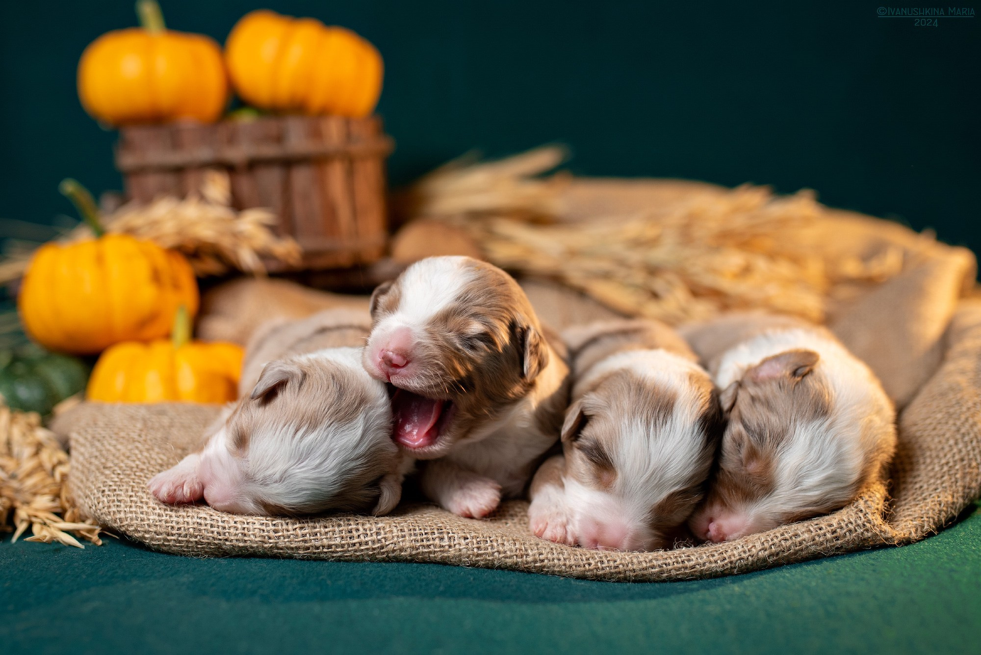 Ньюборн фотосессия щенков. Фотограф собак в Москве и Московской области Иванушкина Мария