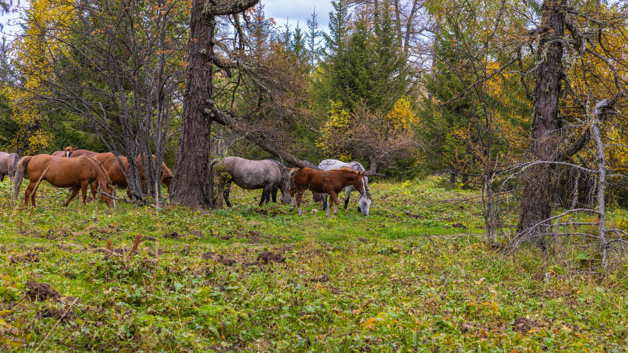 2025 09 Алтай. Чуйский тракт. Фотографии