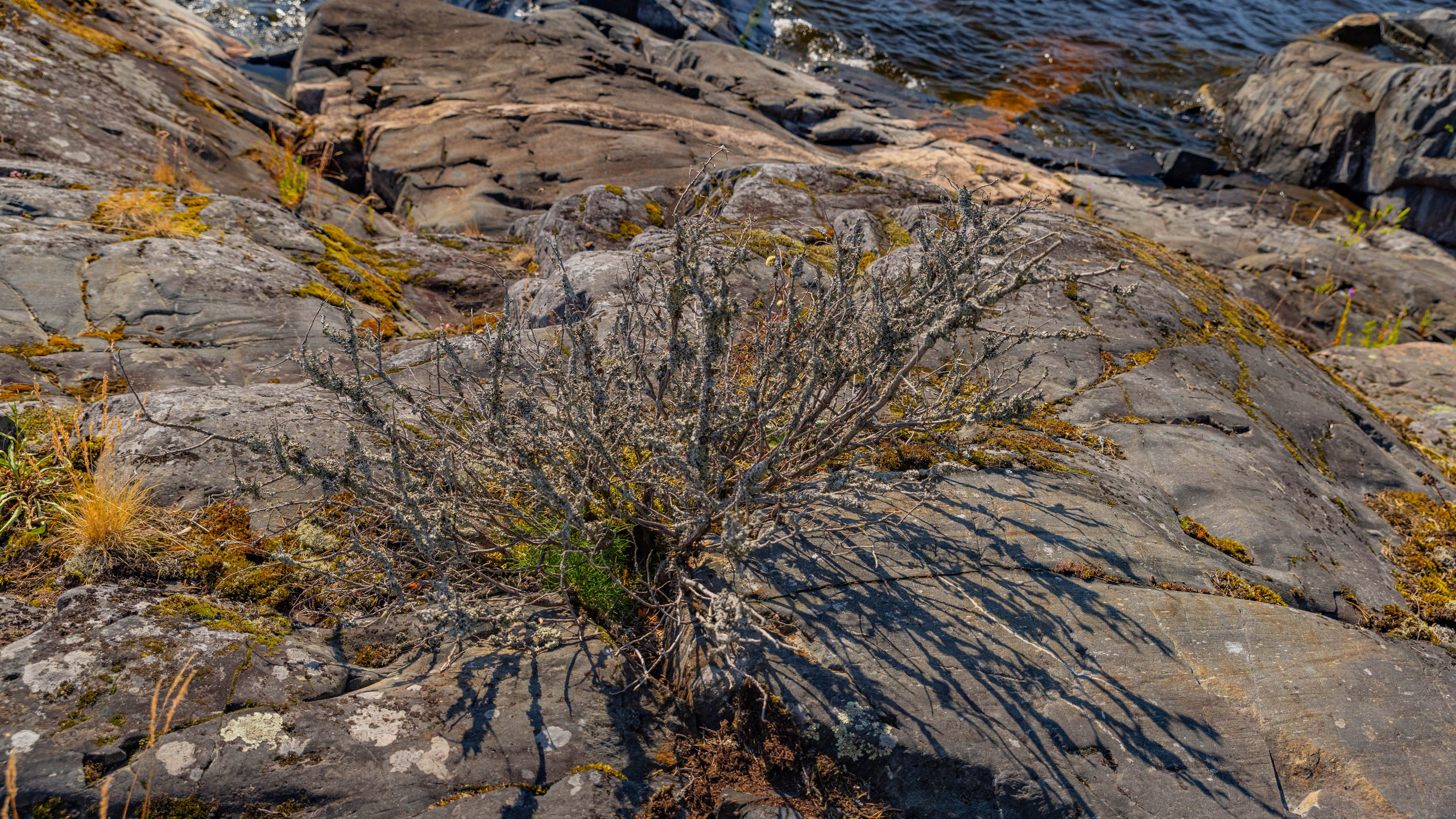 2025 07 Выборг — Сортавала — Великий Новгород — Псков. Фотографии